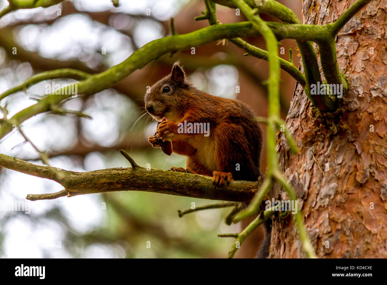 Scoiattolo rosso seduto su un ramo di mangiare un dado a Formby scoiattolo rosso riserva, Formby, Merseyside, Regno Unito 2017. Foto Stock