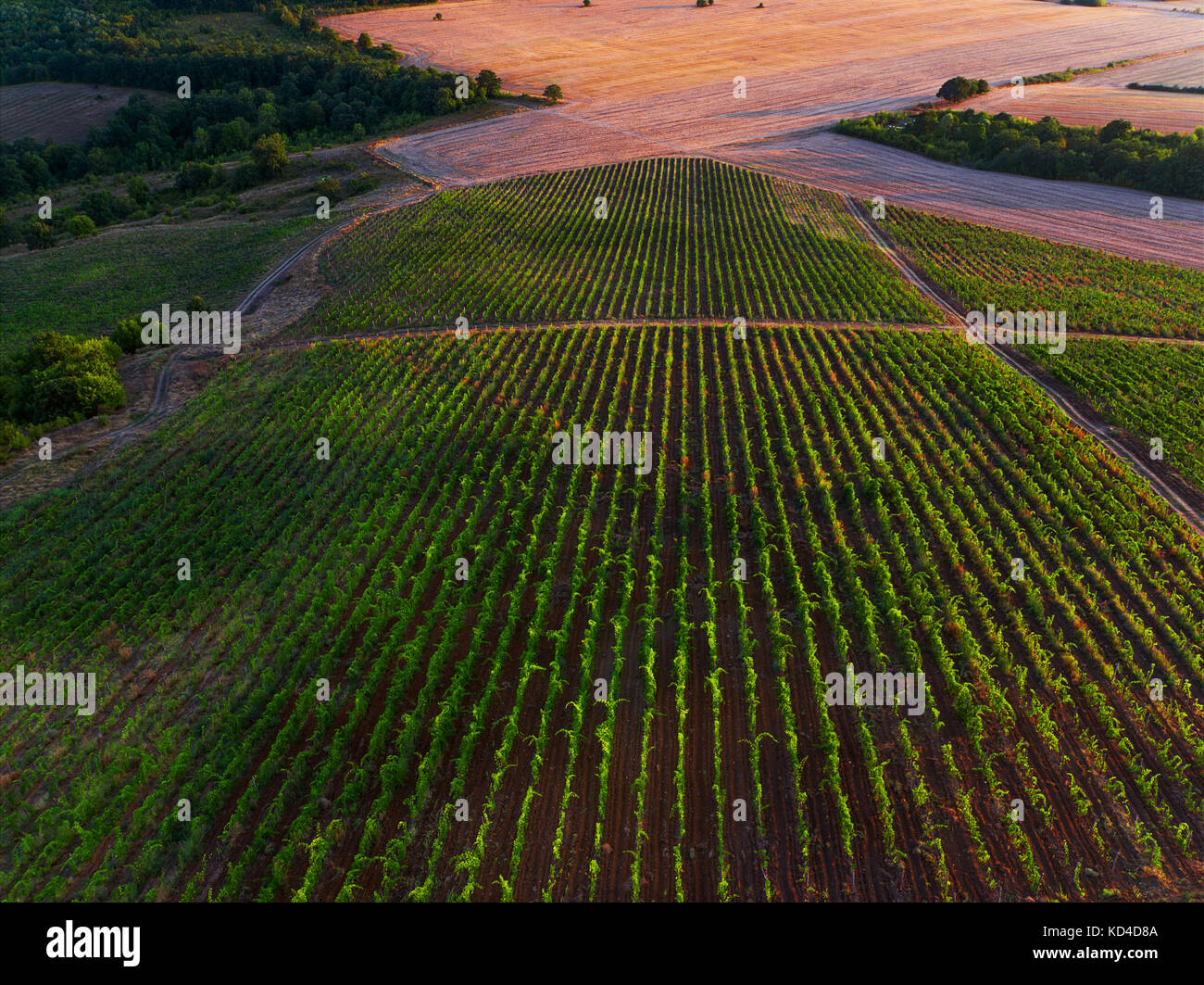 Veduta aerea vigneto in Europa. Foto Stock