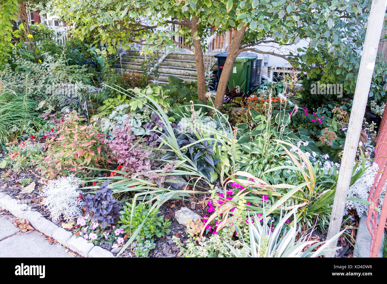 Giardino di fiori selvaggi in residence cortile anteriore nel centro cittadino di Toronto Ontario Canada Foto Stock