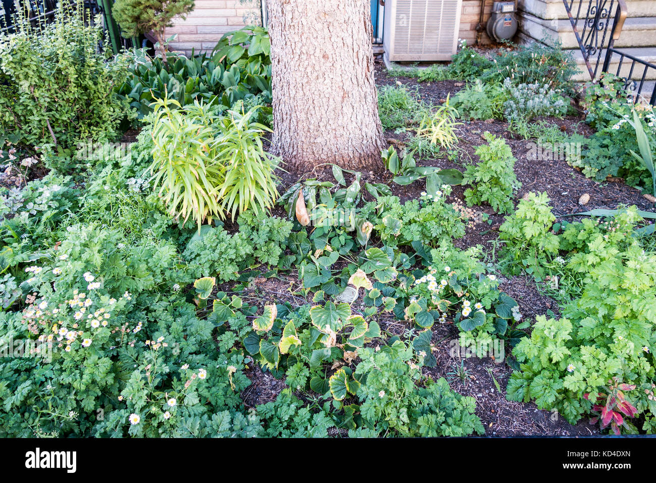 Giardino di fiori selvaggi in residence cortile anteriore in dotwntown Toronto Ontario Canada Foto Stock