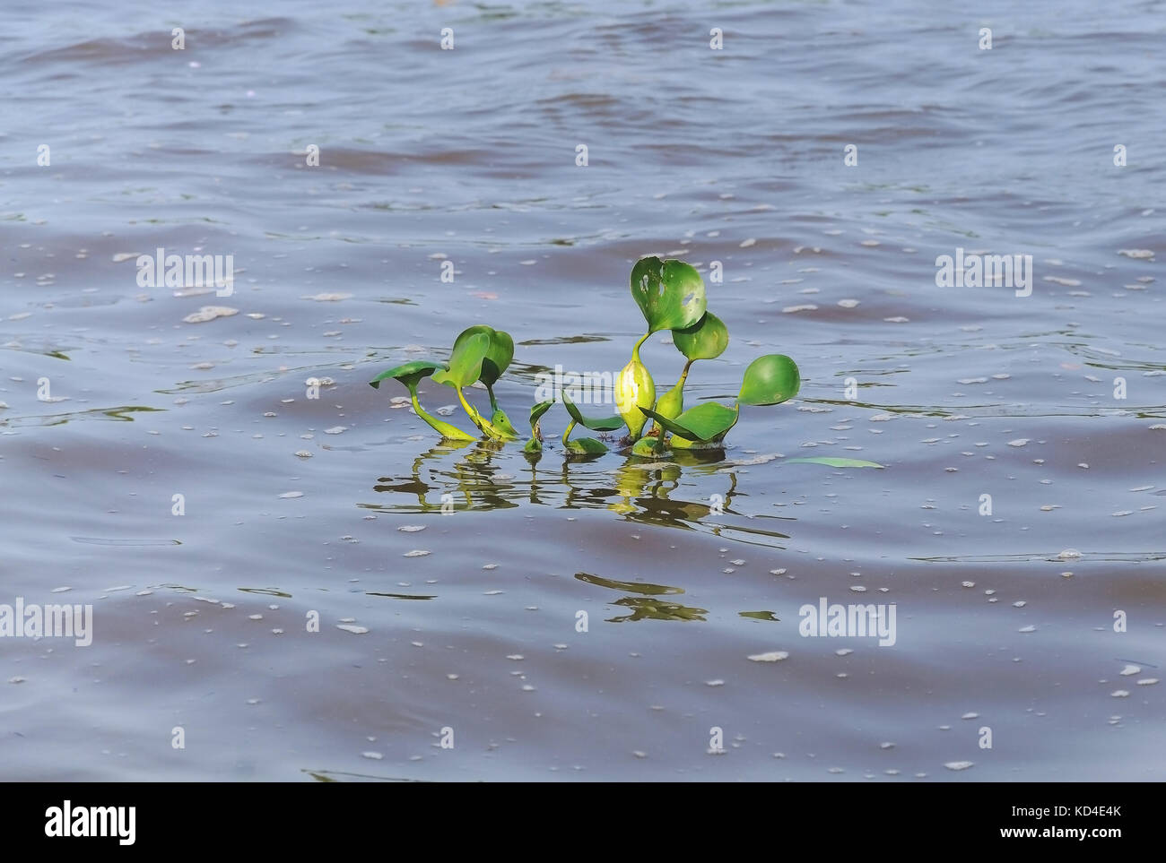 Verde pianta acquatica galleggiante sopra acqua di fiume. Pianta conosciuta come Aguape. Foto scattata nel Pantanal, Brasile. Foto Stock