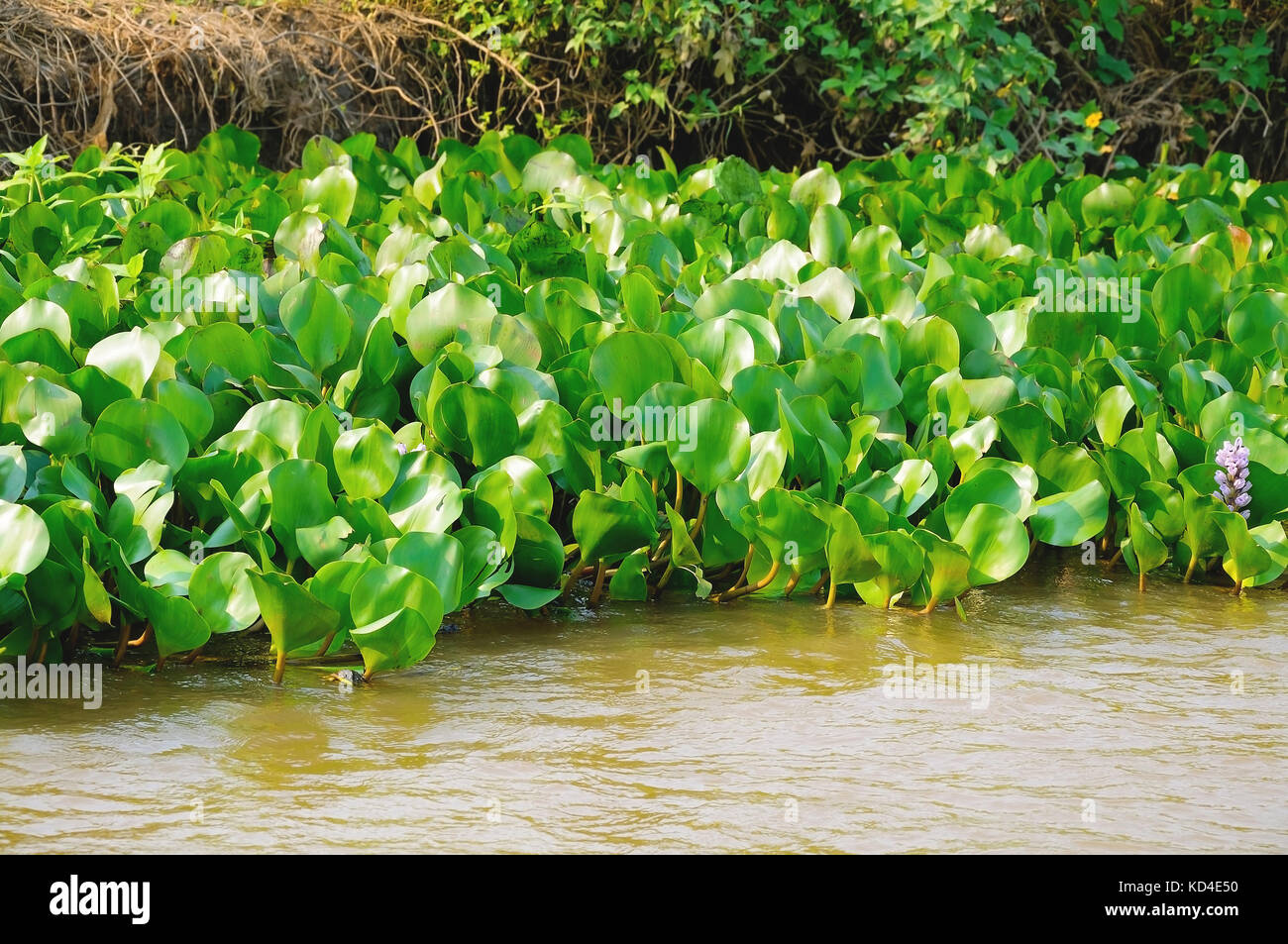 Verde pianta acquatica galleggiante sopra acqua di fiume sul margine. Pianta conosciuta come Aguape. Foto scattata nel Pantanal, Brasile. Foto Stock