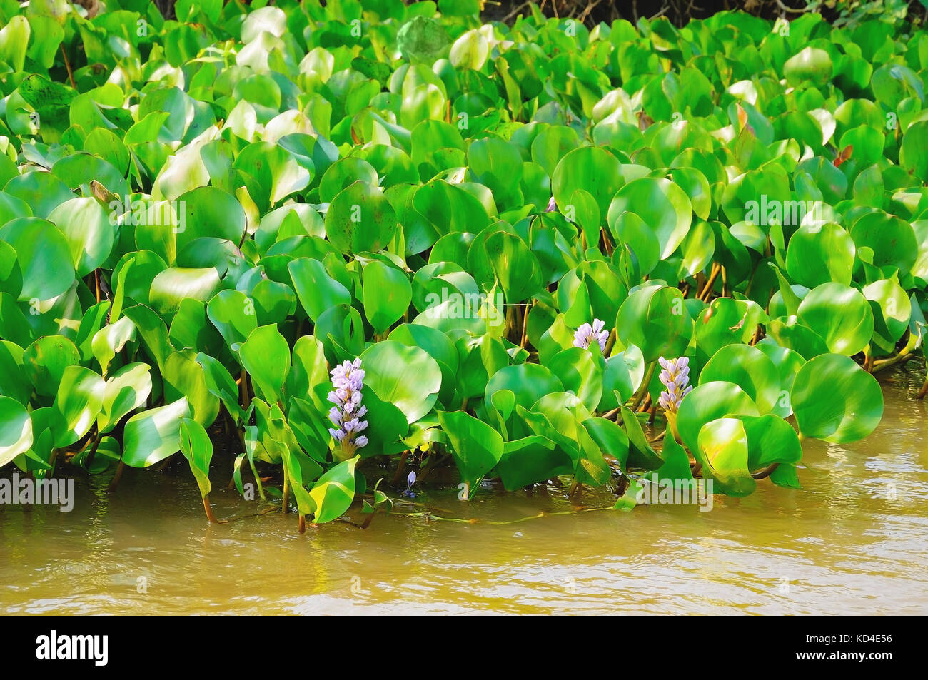 Verde pianta acquatica galleggiante sopra acqua di fiume sul margine. Pianta conosciuta come Aguape. Foto scattata nel Pantanal, Brasile. Foto Stock