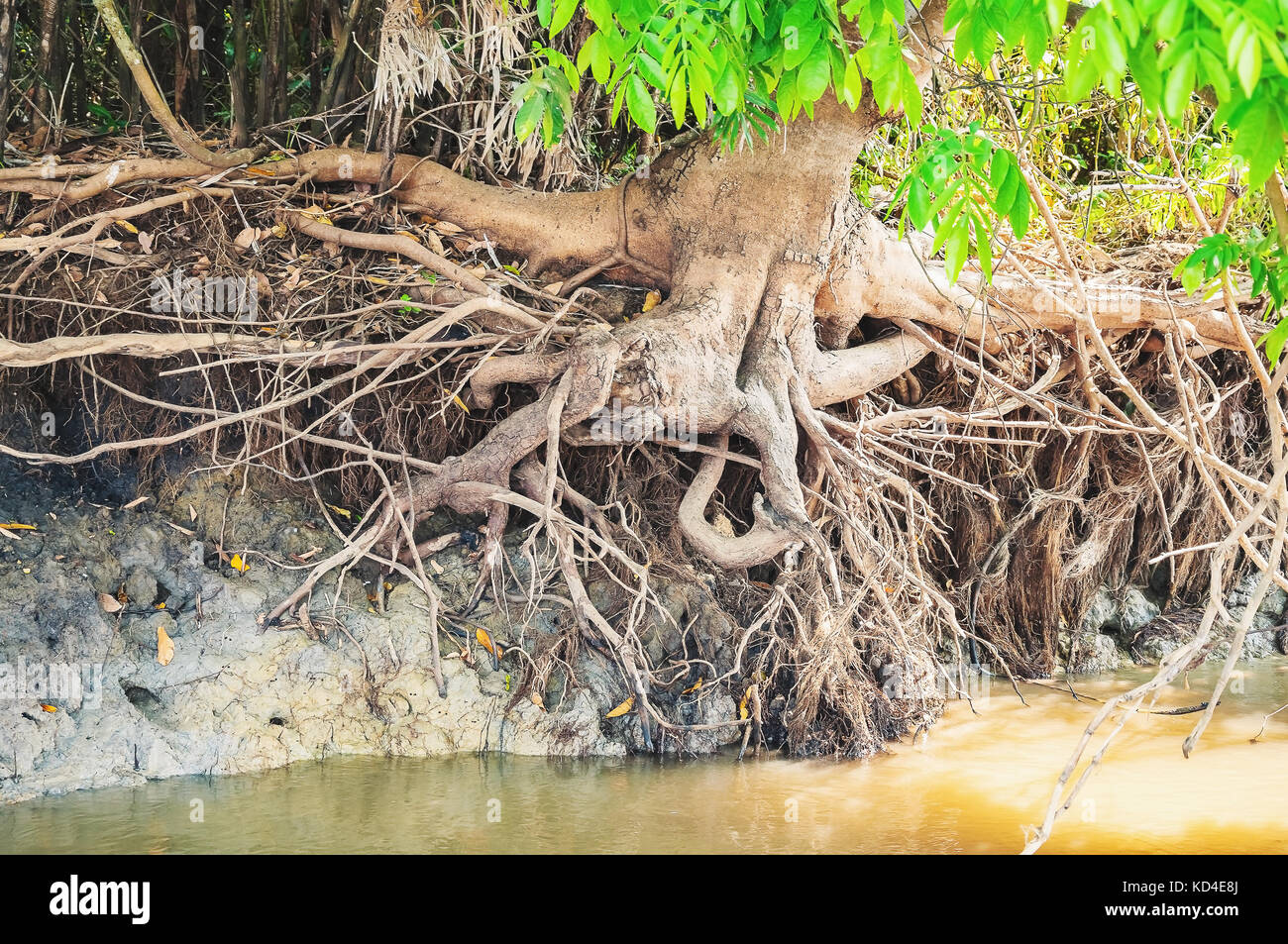 Radice di un grande albero fuori della terra a causa di acqua di fiume in esecuzione sulle rive. Foto scattata nel Pantanal, Brasile. Foto Stock