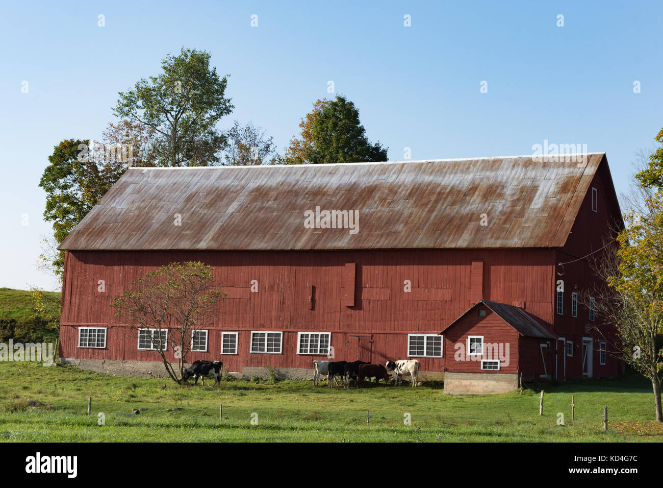 Un rustico rosso fienile con tetto metallico e le vacche da latte con erba in primo piano e il blu del cielo sopra. fotografato nella luce naturale. Foto Stock