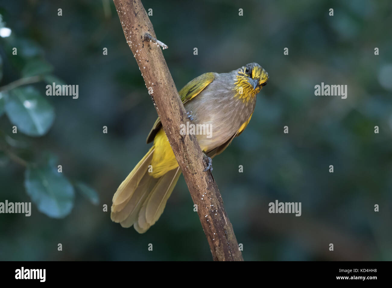 La striscia-throated bulbul (Pycnonotus finlaysoni) è una specie di Songbird nella famiglia Pycnonotidae. Si è trovato in Cambogia, Cina, Laos, Malaysia Foto Stock