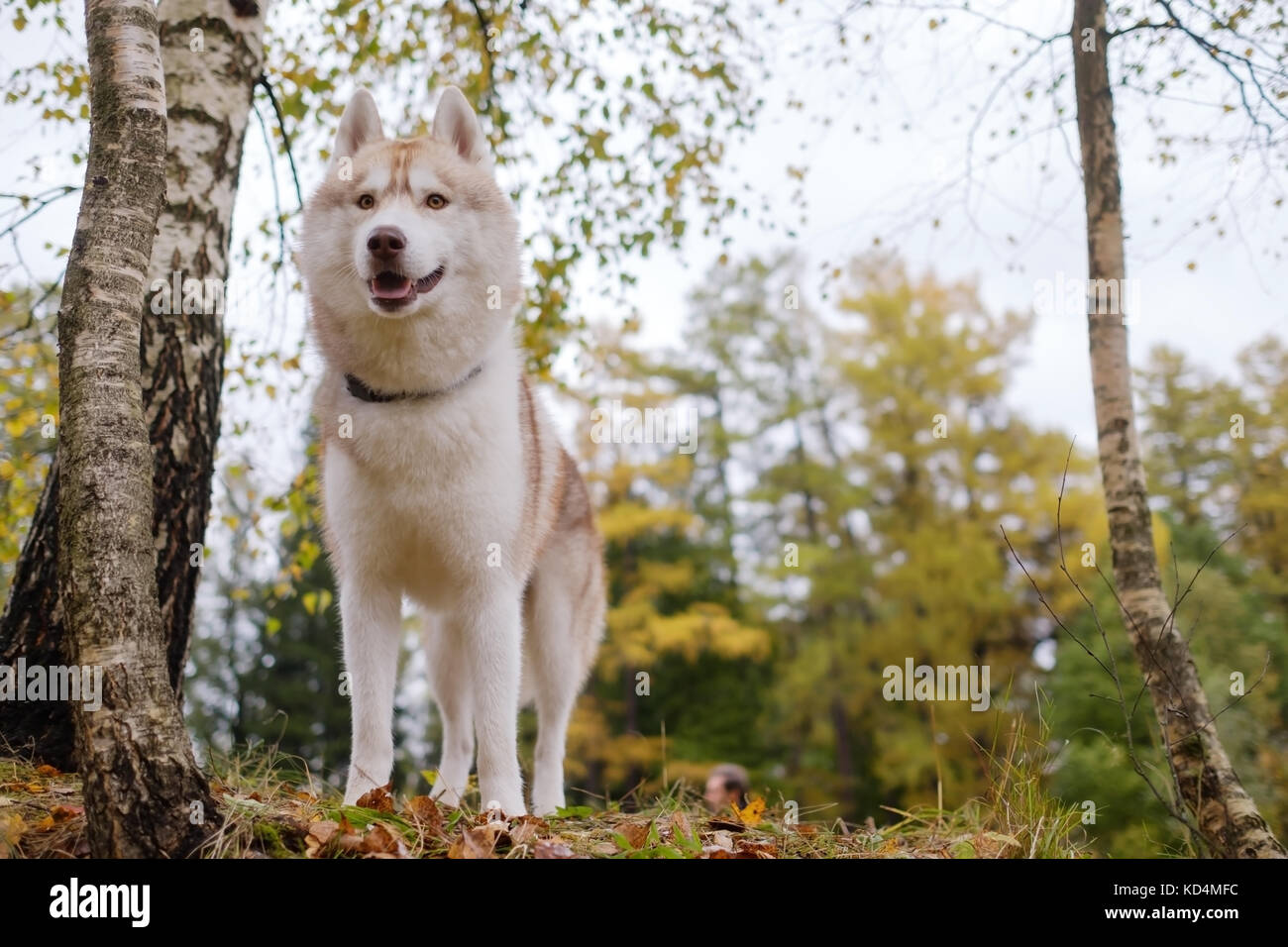 Un Siberiano con circospezione Siberian Husky si alza e guarda avanti. Foto Stock