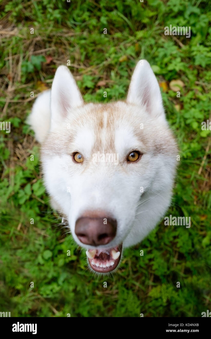Siberian Husky insolito colore rosso guarda è in attesa del comando o deliziose prelibatezze durante il cammino Foto Stock