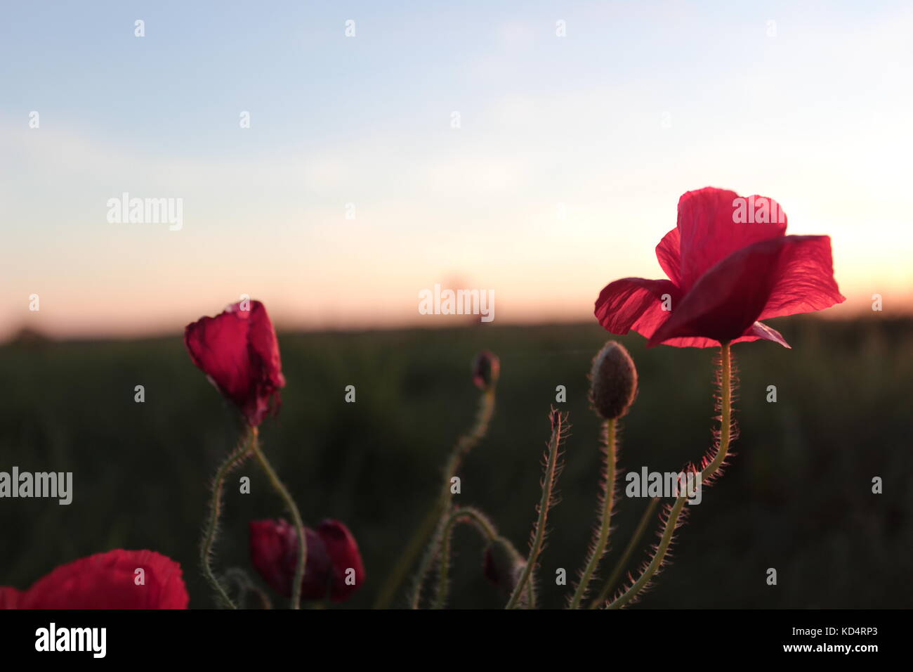 Il papavero in sunset Foto Stock