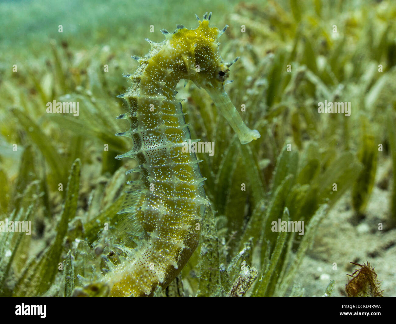 Cavalluccio Marino Throny sul letto di fanerogame Foto Stock