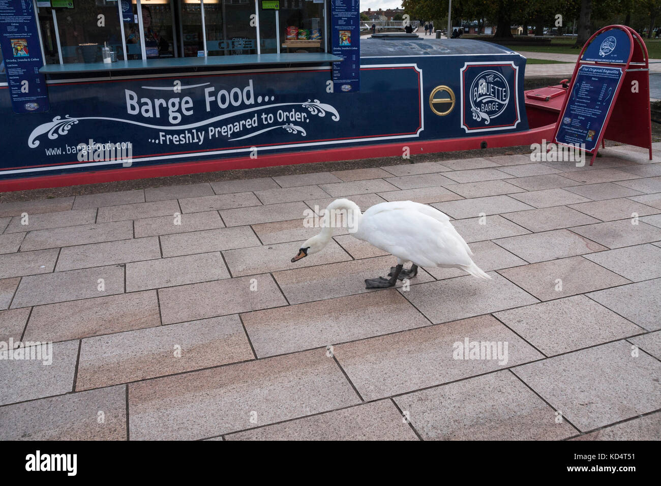 Un cigno bianco in cerca di cibo accanto alla chiatta barca alimentare in Stratford upon Avon,l'Inghilterra,UK Foto Stock