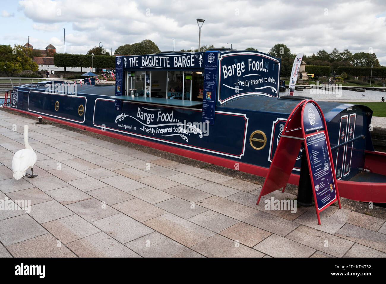 Un cigno bianco in cerca di cibo accanto alla chiatta barca alimentare in Stratford upon Avon,l'Inghilterra,UK Foto Stock