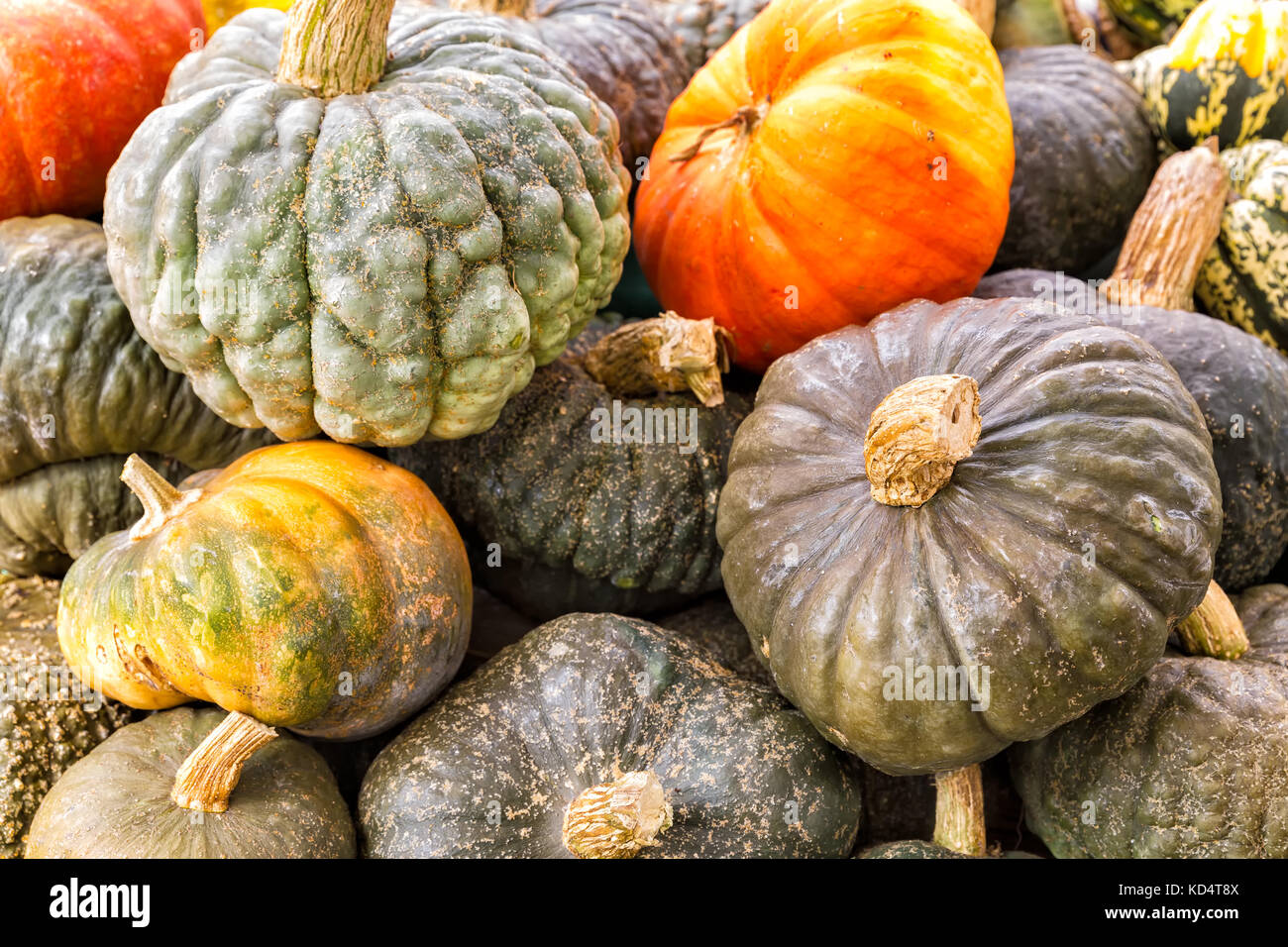 Colorati assortiti zucche e zucche. Close up Foto Stock