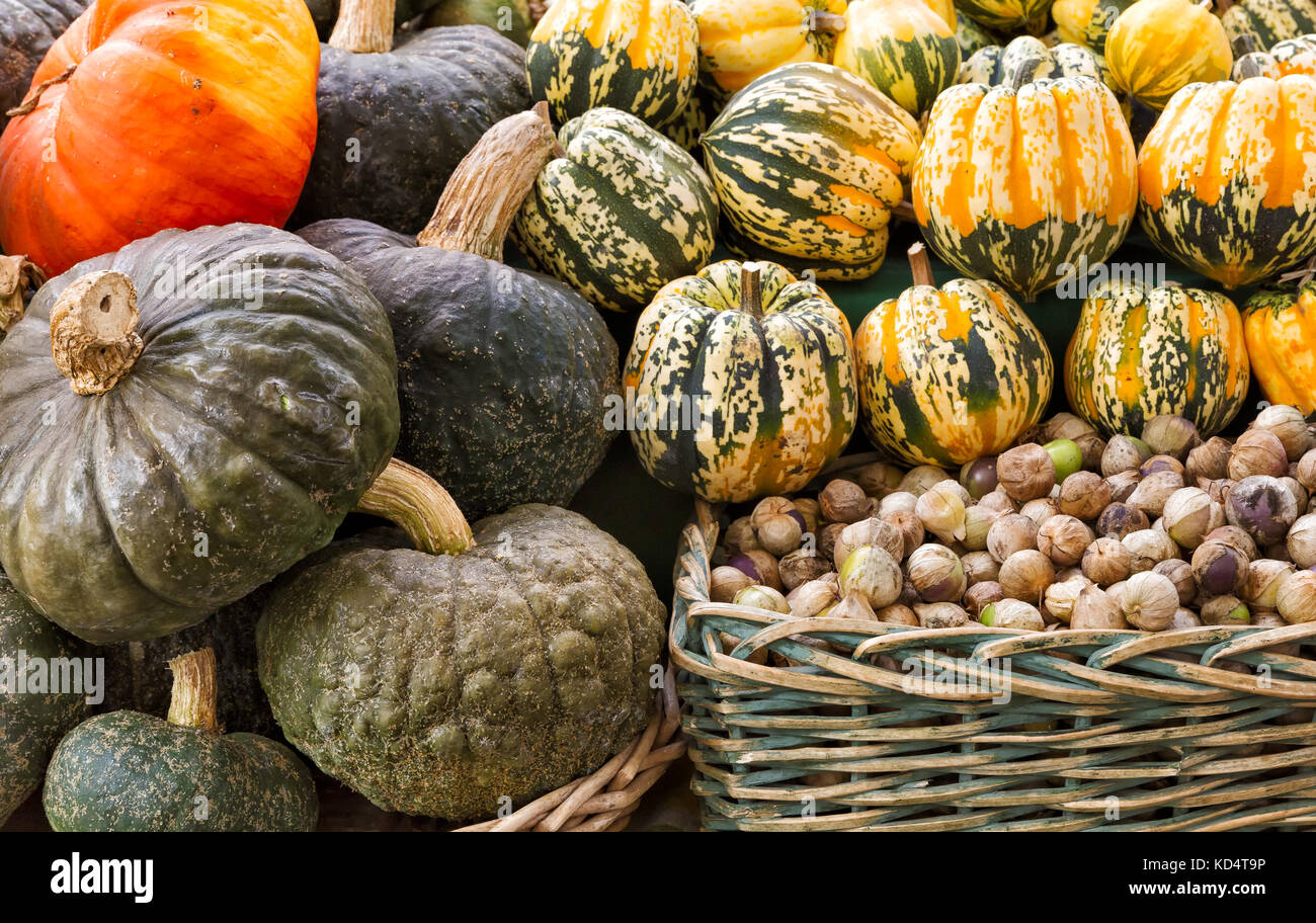 Colorato zucche, zucche e tomatillos presso un mercato agricolo Foto Stock