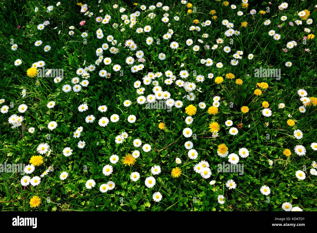 freschi, fiori, naturali, naturali, primaverili, stagione, salute, bellezza, naturale, stagione, meteo, aroma, aromaterapia, Foto Stock