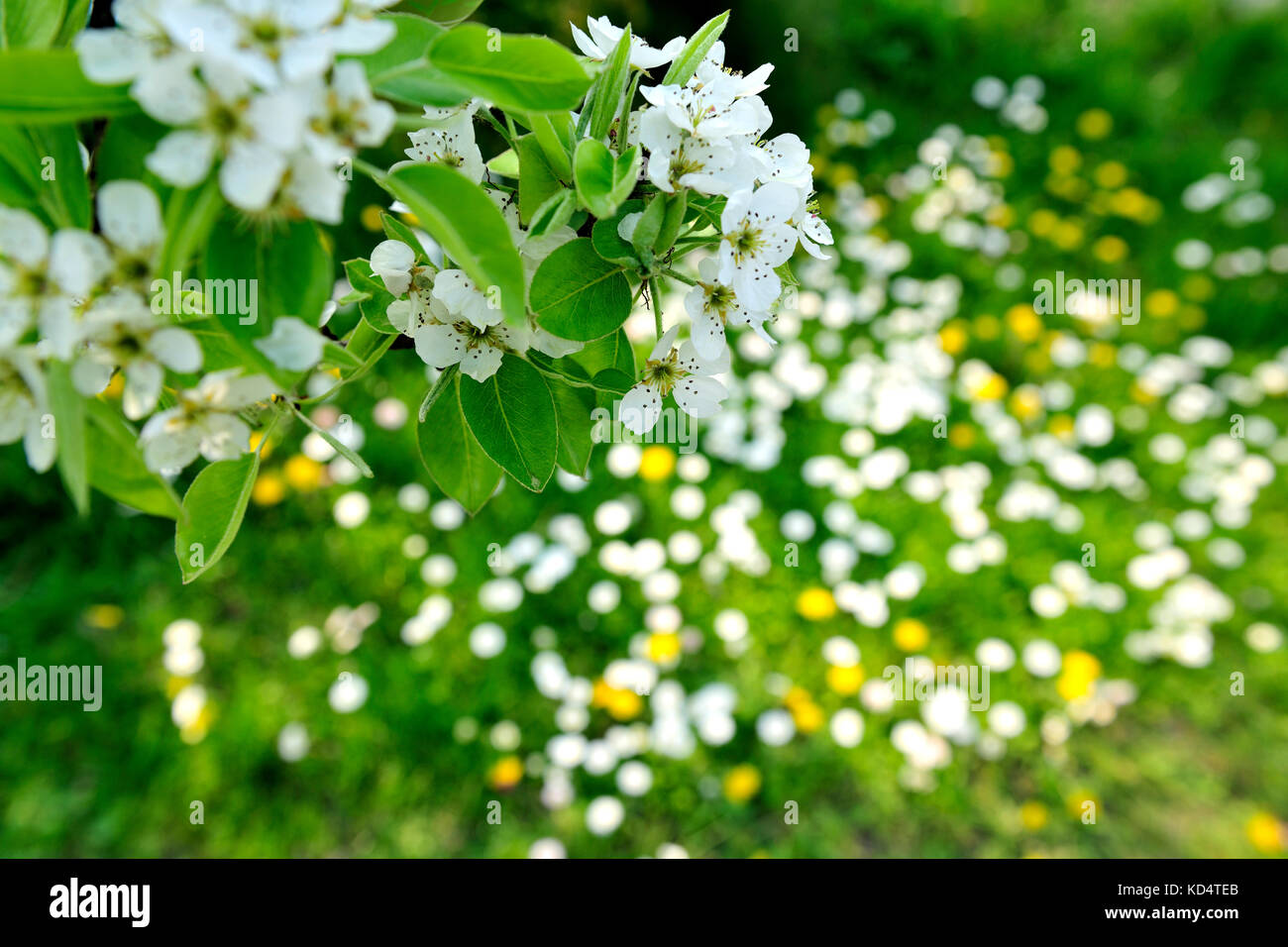 freschi, fiori, naturali, primavera, stagione, salute, bellezza, naturale, stagione, tempo, amore per il giardinaggio, santuari da giardino, aroma, aromaterapia, Foto Stock