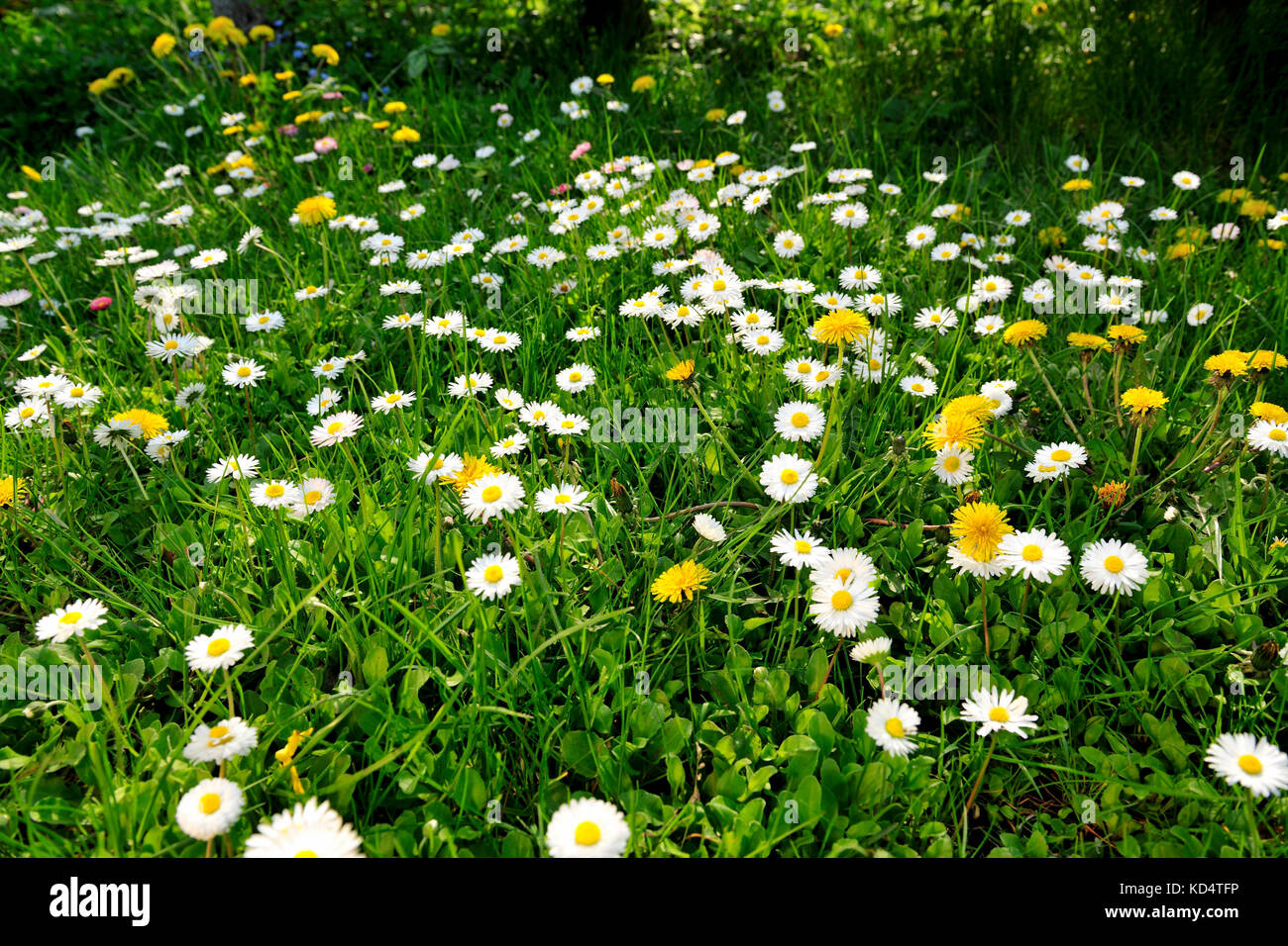 fresco, fiori, naturale, tesoro naturale, primavera, stagione, salute, bellezza, naturale, stagione, meteo,amore per il giardinaggio,aroma, aromaterapia, Foto Stock