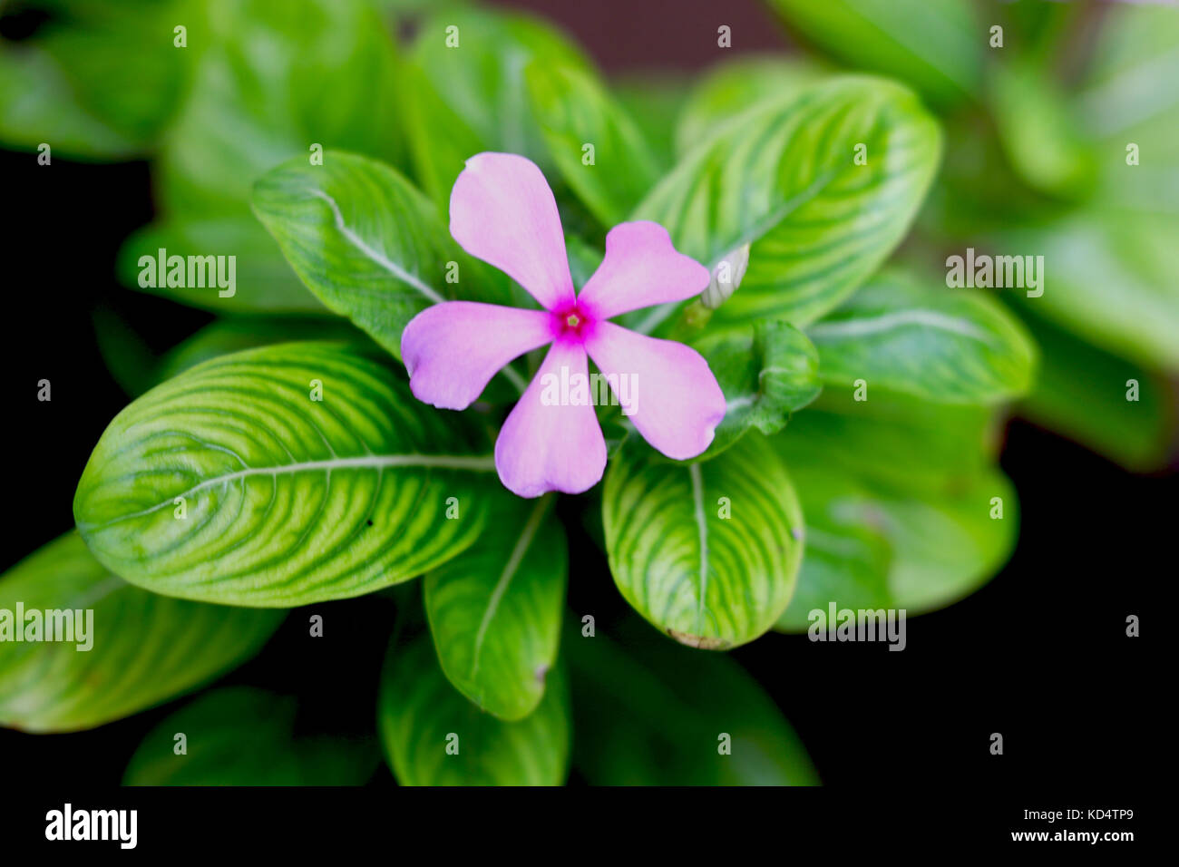 Rosa fiore vinca Foto Stock