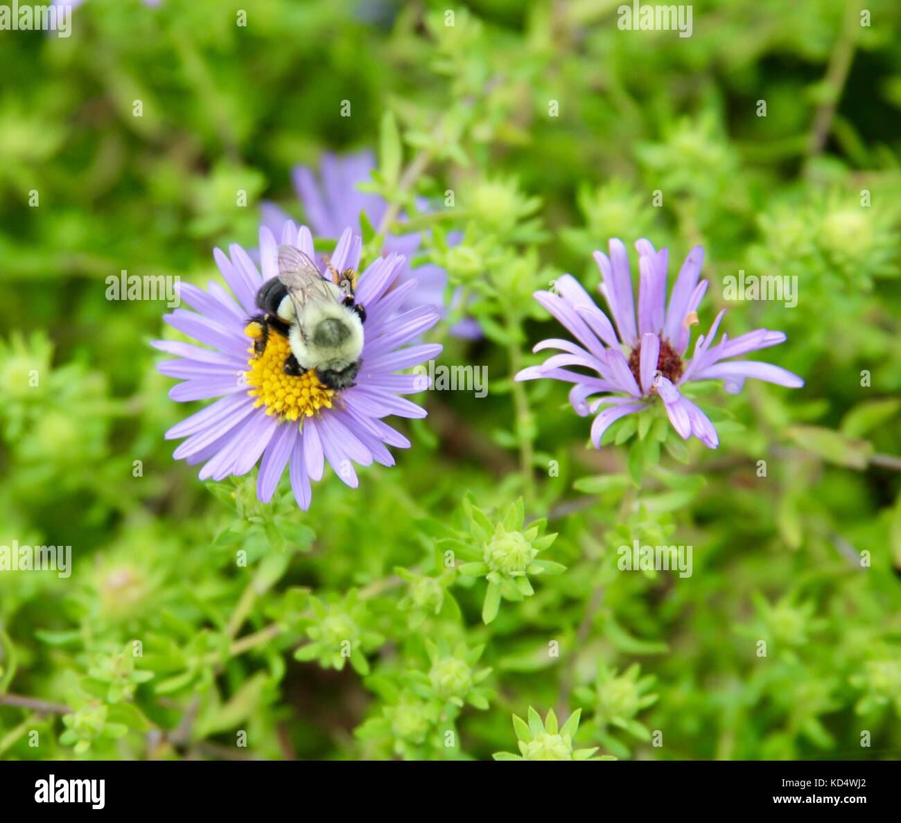 La bellezza della natura in un nuvoloso e nebbioso giorno nei parchi. Foto Stock