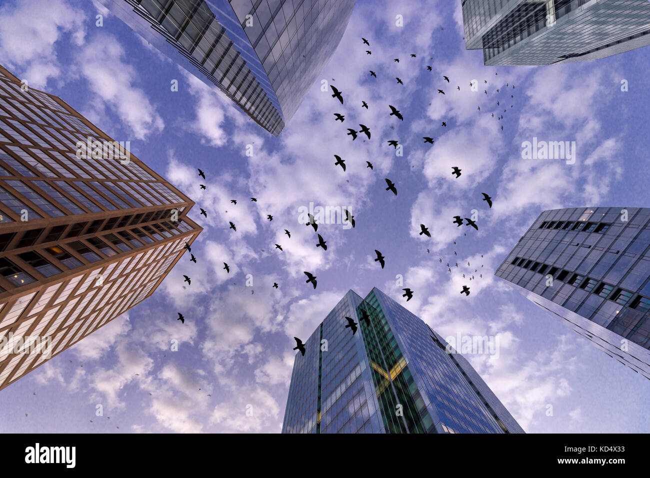 Stormo di uccelli neri che volare tra i grattacieli edifici, Arlington, Virginia, Stati Uniti d'America Foto Stock