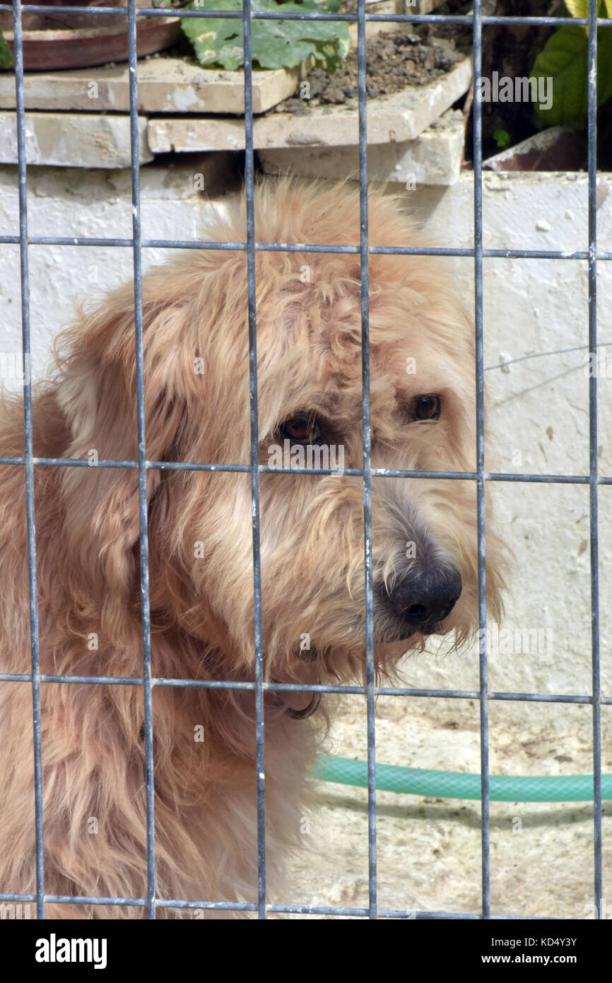 Un triste infelice cercando un cane in una gabbia con un volto triste dietro le sbarre o fili con un soffice rivestimento. Foto Stock
