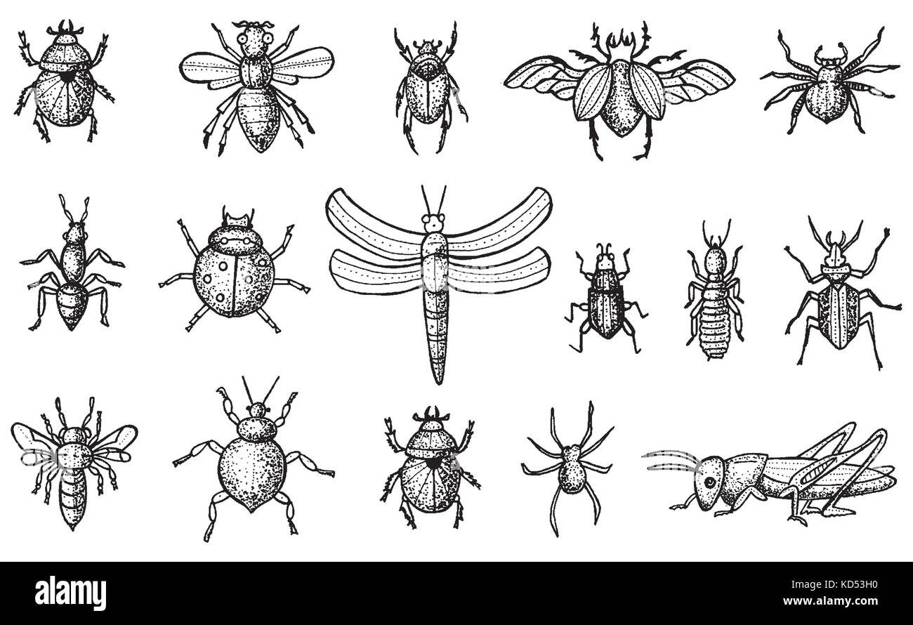 Insetti insieme con i coleotteri, api e ragni isolati su sfondo bianco in stile inciso. illustrazione vettoriale. Illustrazione Vettoriale