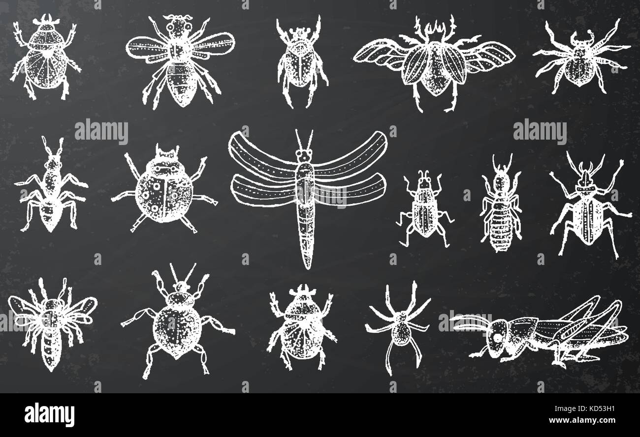 Insetti insieme con i coleotteri, api e ragni sulla lavagna. stile inciso. illustrazione vettoriale. Illustrazione Vettoriale