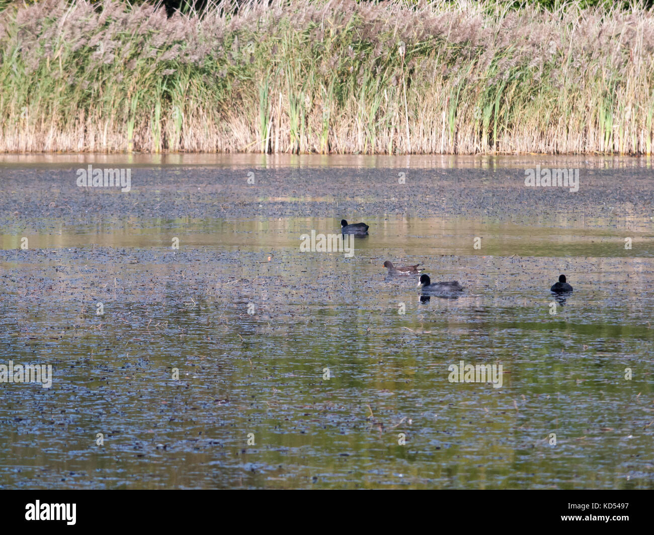 Bella Folaghe e Gallinelle d'acqua nuotare sulla superficie del lago; essex; Inghilterra; Regno Unito Foto Stock