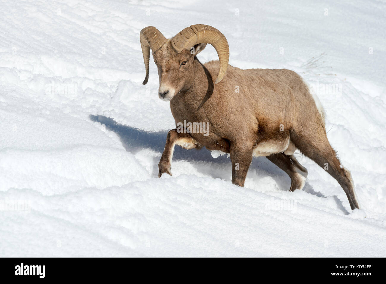 Bighorn (ovis canadensis) maschio, ram, passeggiate nella neve, il parco nazionale di Yellowstone, Wyoming montana, usa Foto Stock