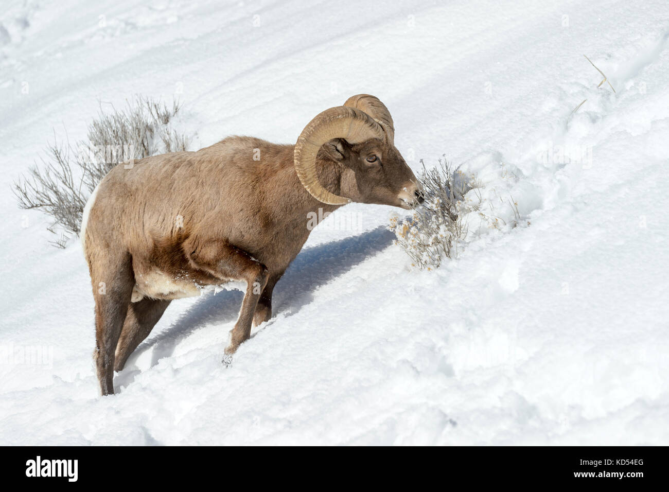 Bighorn (ovis canadensis) maschio, ram, rovistando nella neve, il parco nazionale di Yellowstone, Wyoming montana, usa Foto Stock
