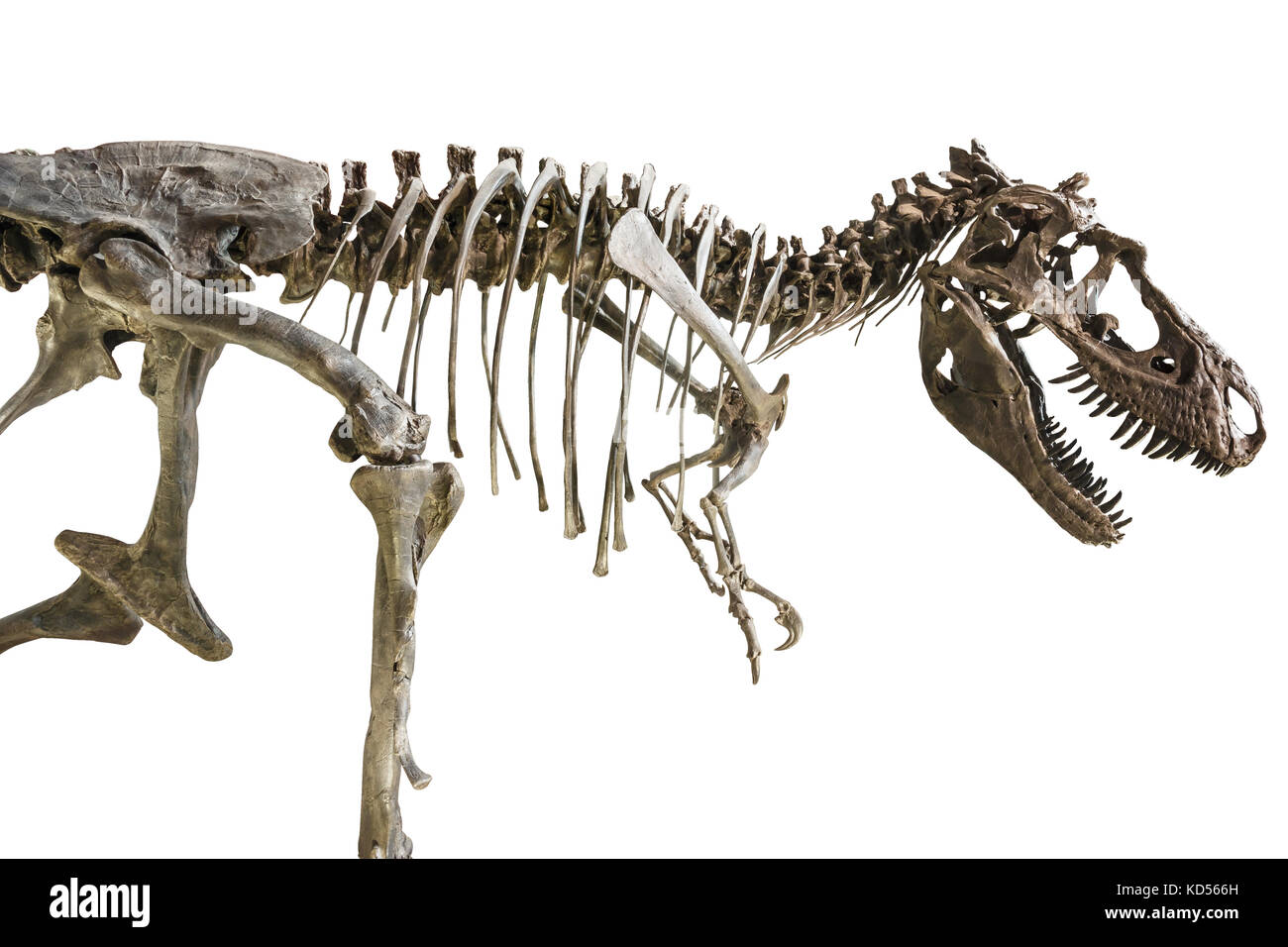 Scheletro di Tyrannosaurus Rex su sfondo isolato . Foto Stock