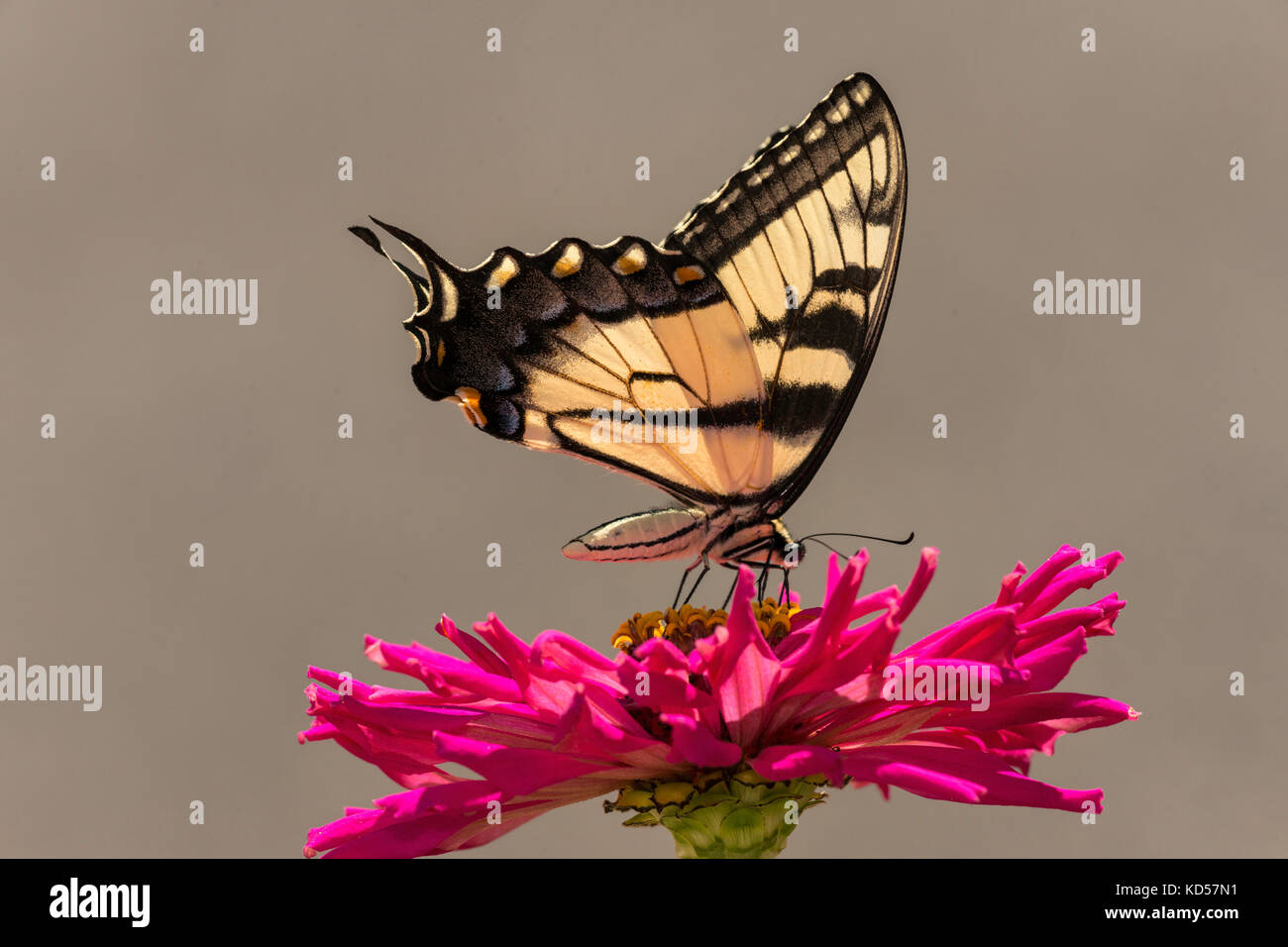 Tigre orientale a coda di rondine su alimentazione zinnia bloom. Foto Stock