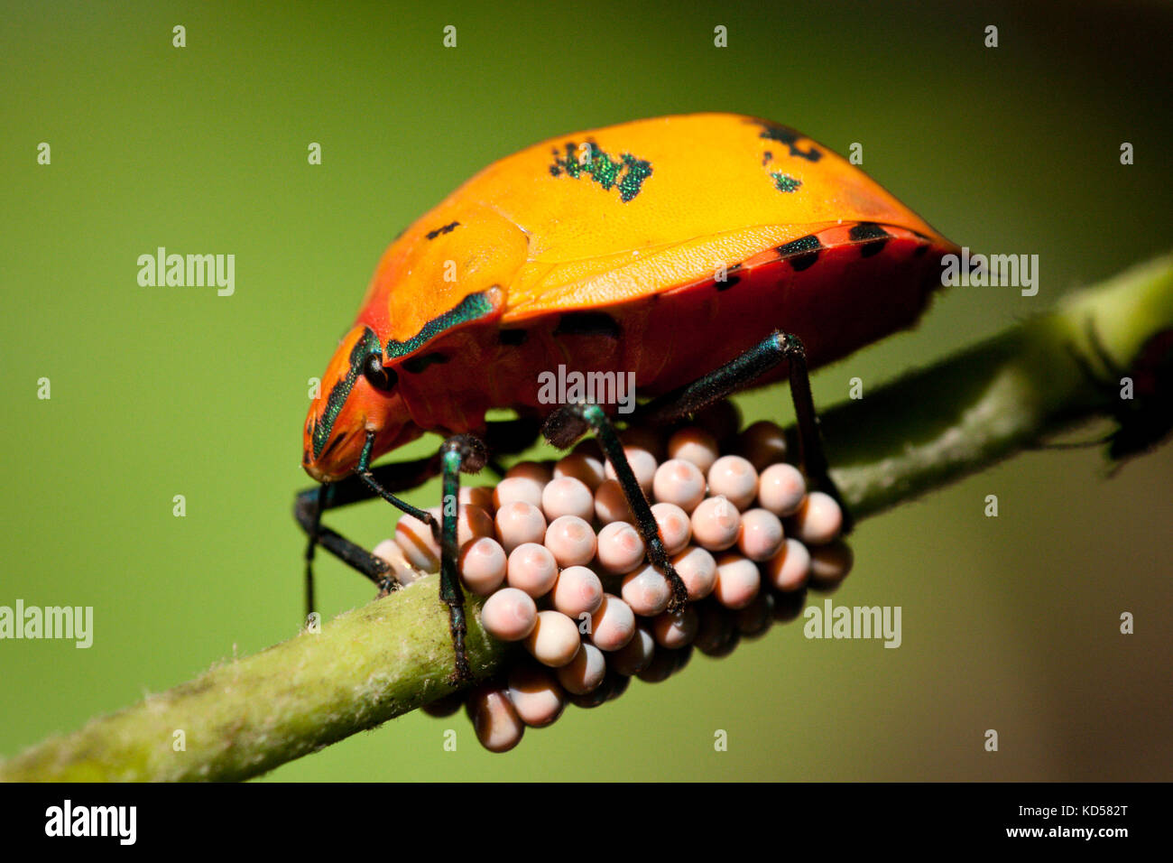 Cotone femmina arlecchino bug (tectocoris diophthalmus) sorvegliare le uova sulla hibiscus costiere. fingal teste. Nuovo Galles del Sud Australia. Foto Stock