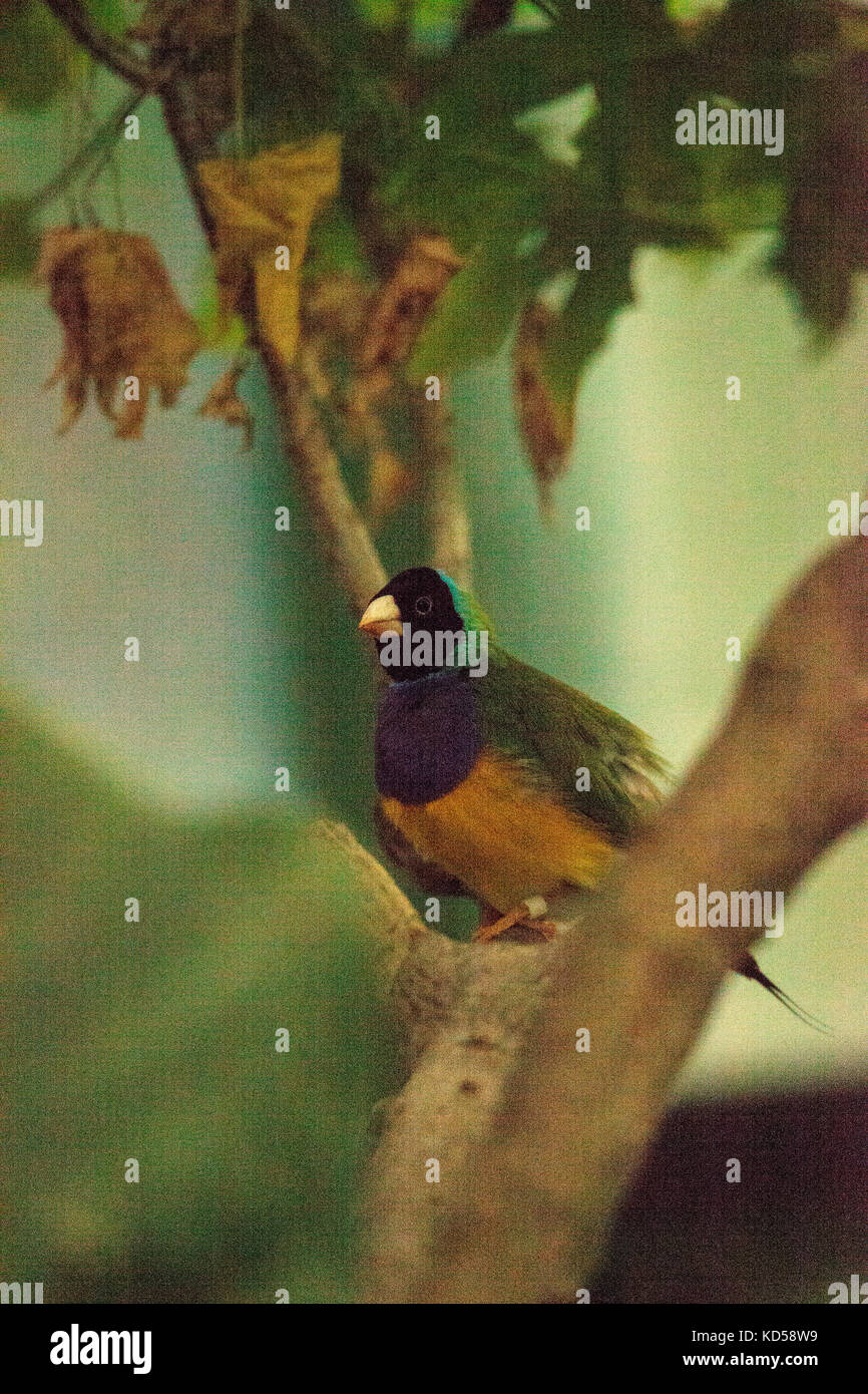 Gouldian finch erythrura gouldiae è un colorato uccellino dall Australia settentrionale Foto Stock