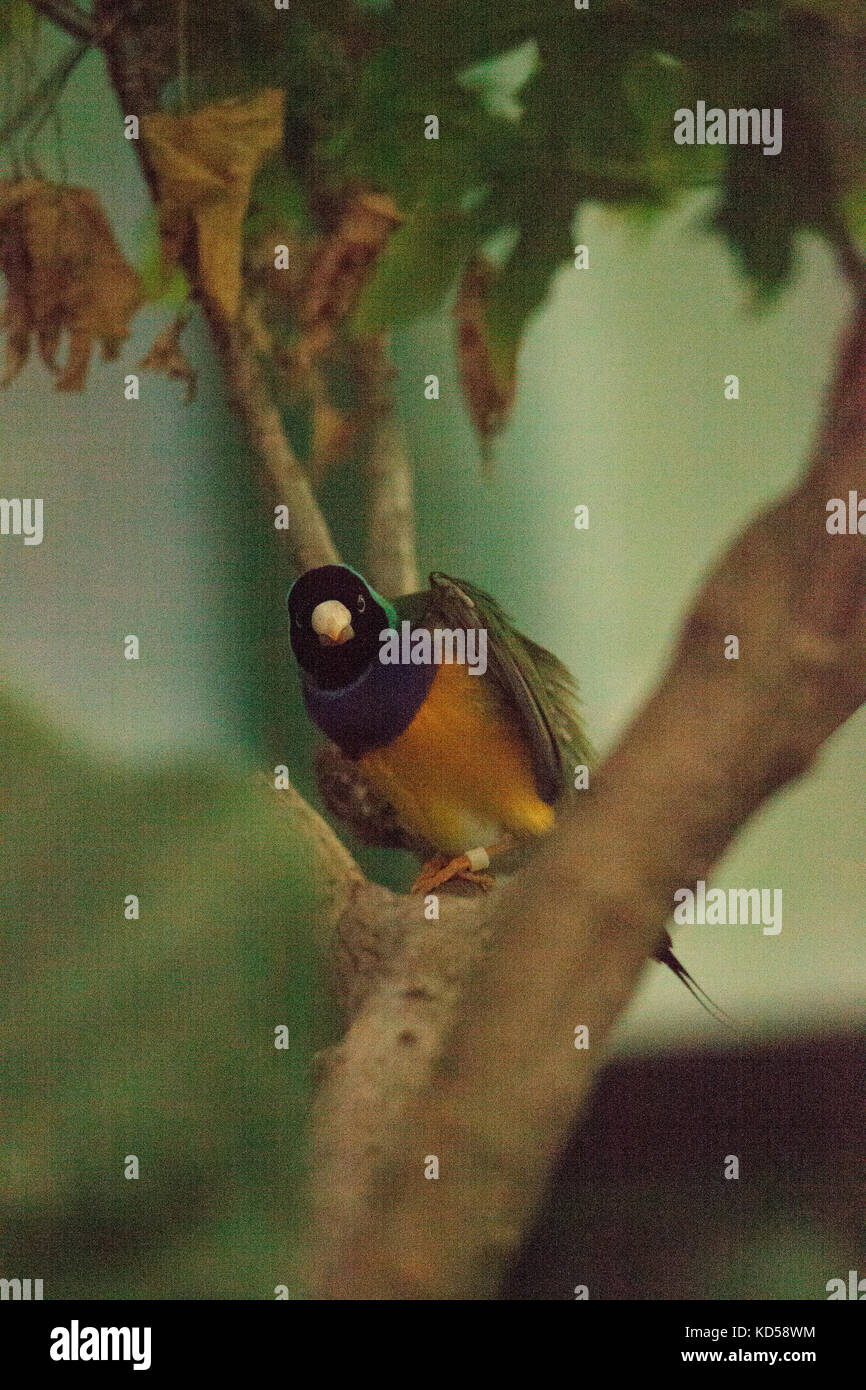 Gouldian finch erythrura gouldiae è un colorato uccellino dall Australia settentrionale Foto Stock