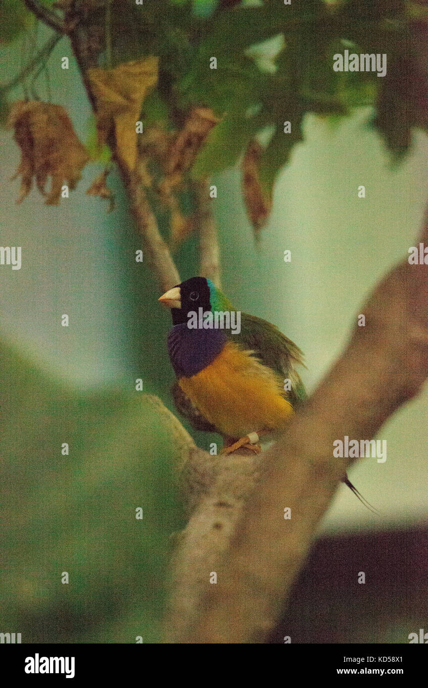 Gouldian finch erythrura gouldiae è un colorato uccellino dall Australia settentrionale Foto Stock