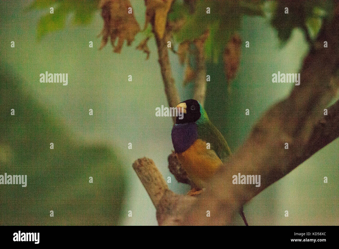 Gouldian finch erythrura gouldiae è un colorato uccellino dall Australia settentrionale Foto Stock