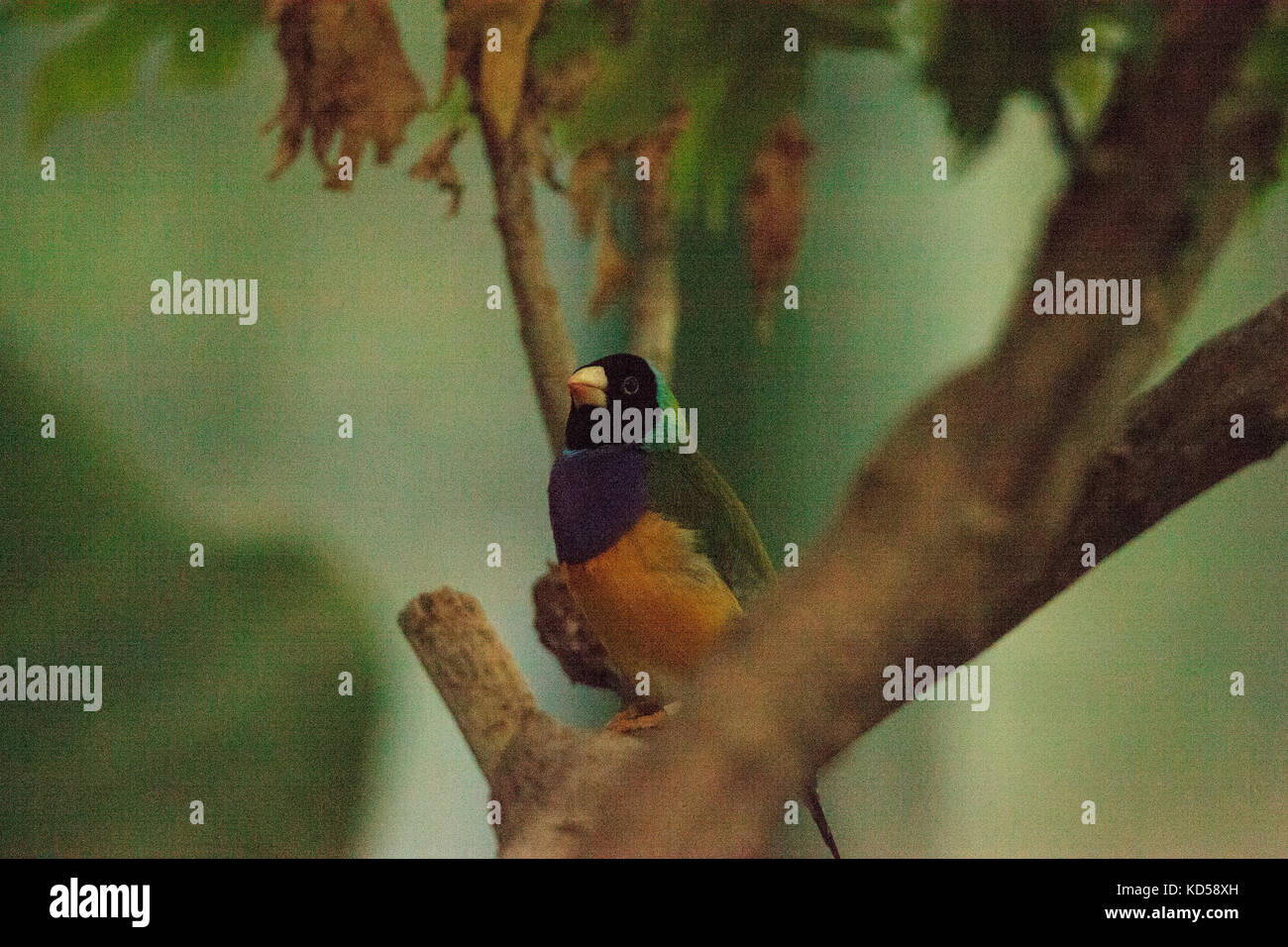 Gouldian finch erythrura gouldiae è un colorato uccellino dall Australia settentrionale Foto Stock