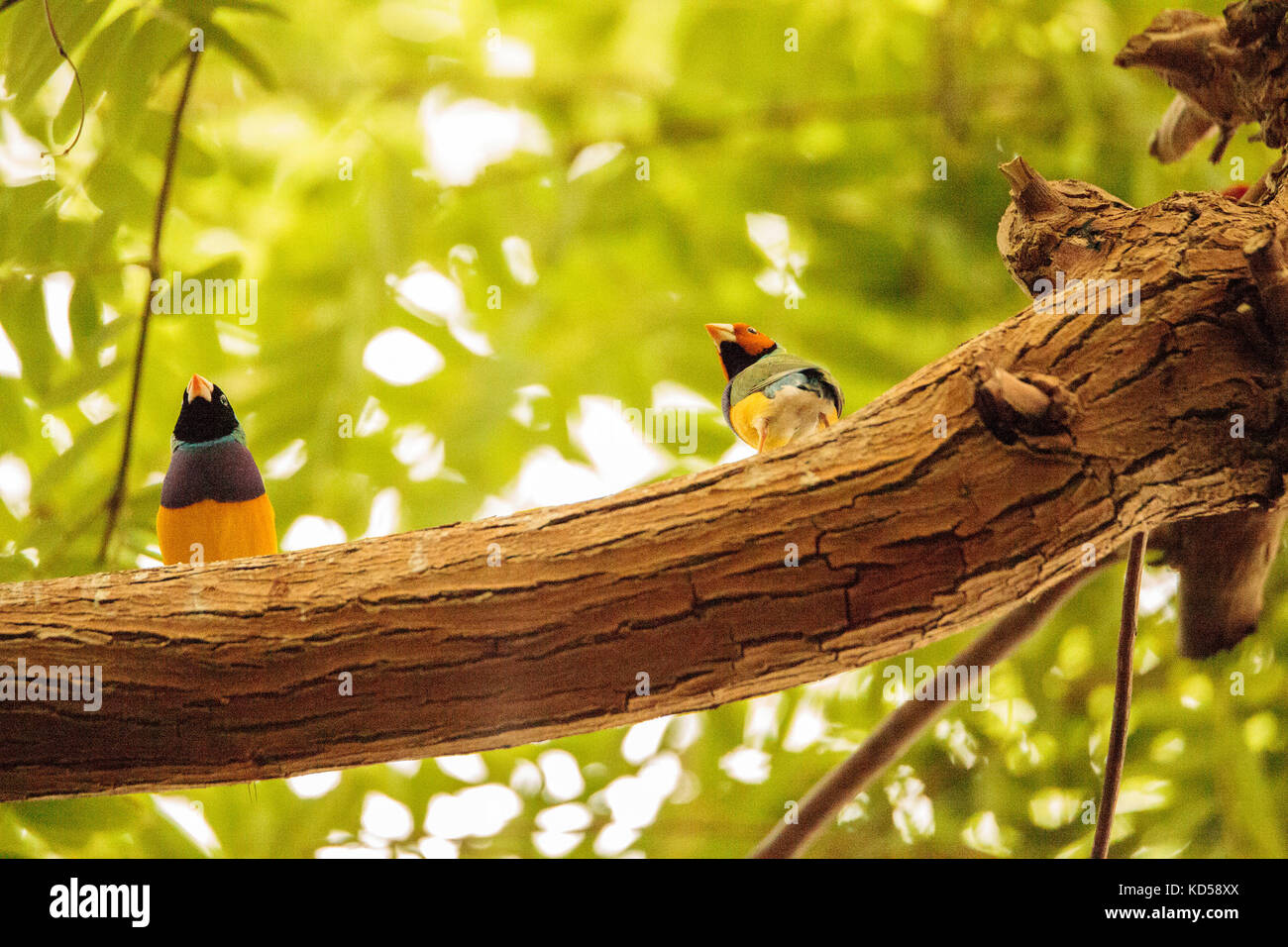 Gouldian finch erythrura gouldiae è un colorato uccellino dall Australia settentrionale Foto Stock