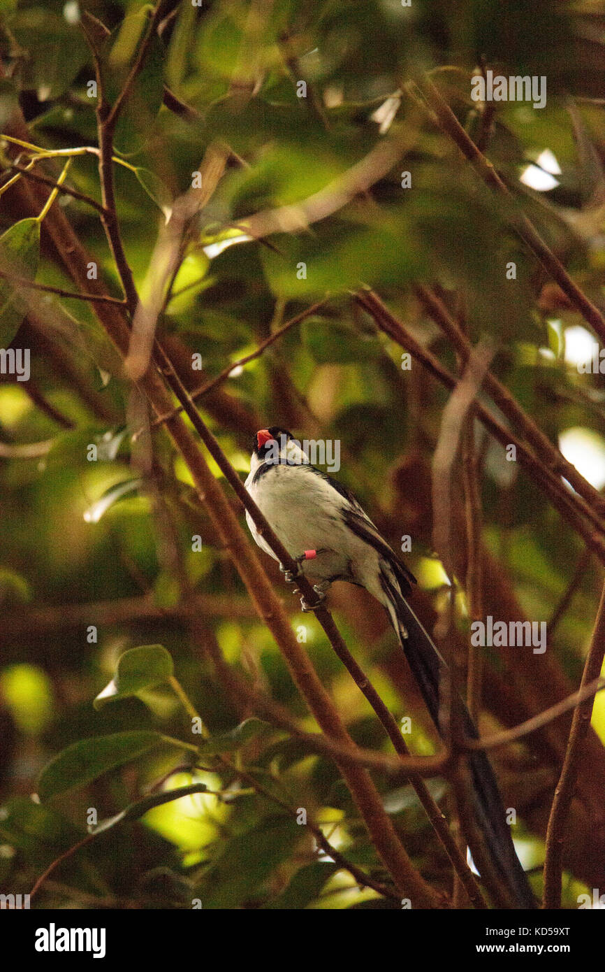 Pin-tailed Vedova orientale del bird vidua macroura si trova in Senegal in Etiopia Foto Stock