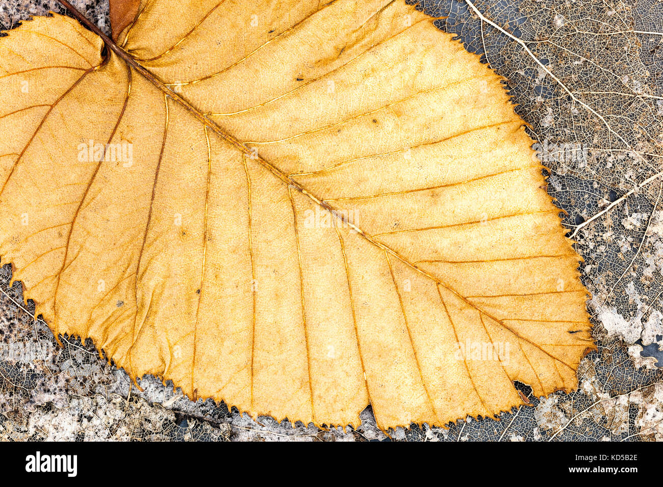 Scheletri di foglie avvizzite e caduti giallo secco lasciano con venatura closeup Foto Stock
