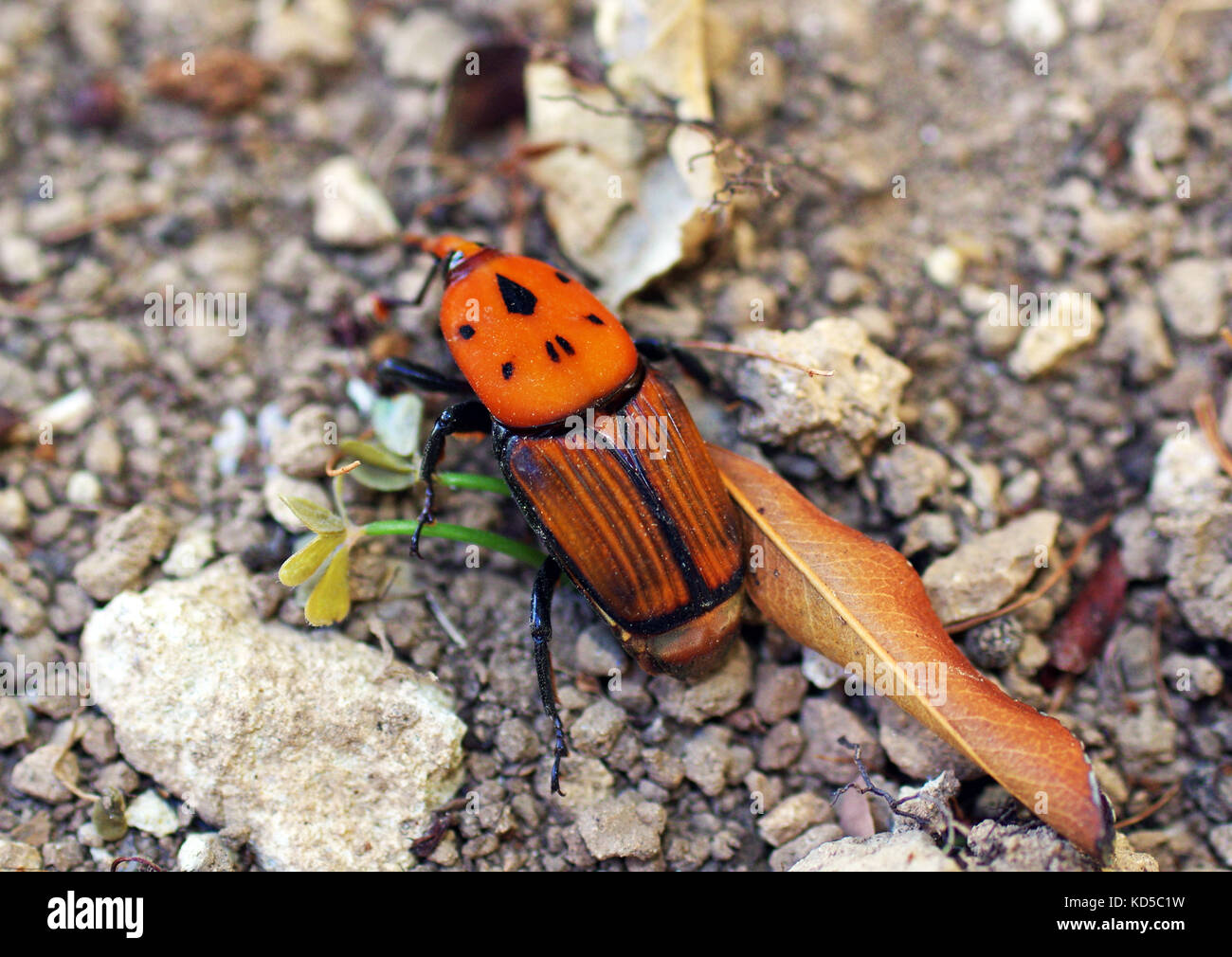 Rosso curculione palm (Rhynchophorus ferrugineus) in Sardegna campagna Foto Stock