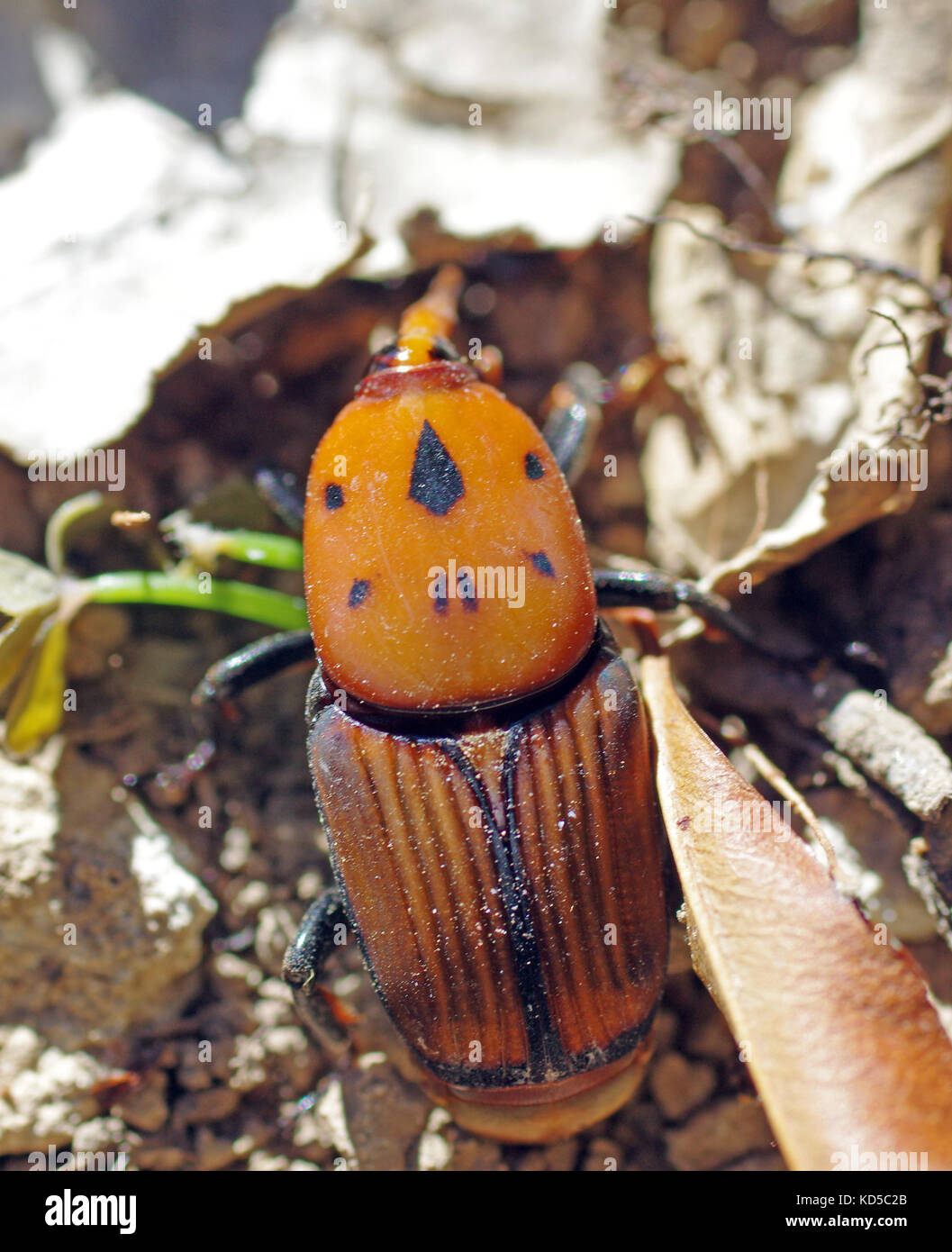 Rosso curculione palm (Rhynchophorus ferrugineus) in Sardegna campagna Foto Stock