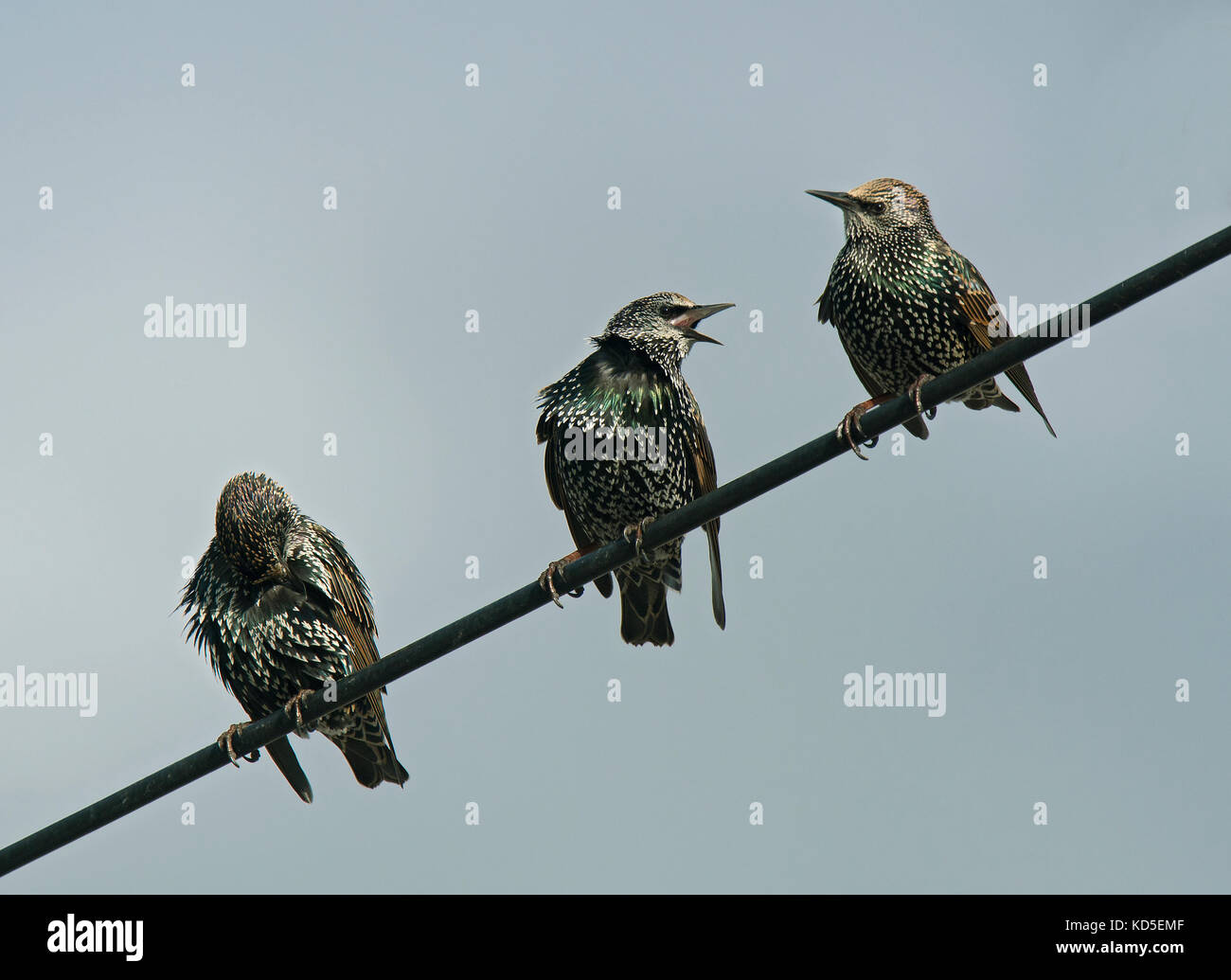 Comune, starling sturnus vulgaris, appollaiato sul filo del telegrafo, Dorset, Regno Unito Foto Stock