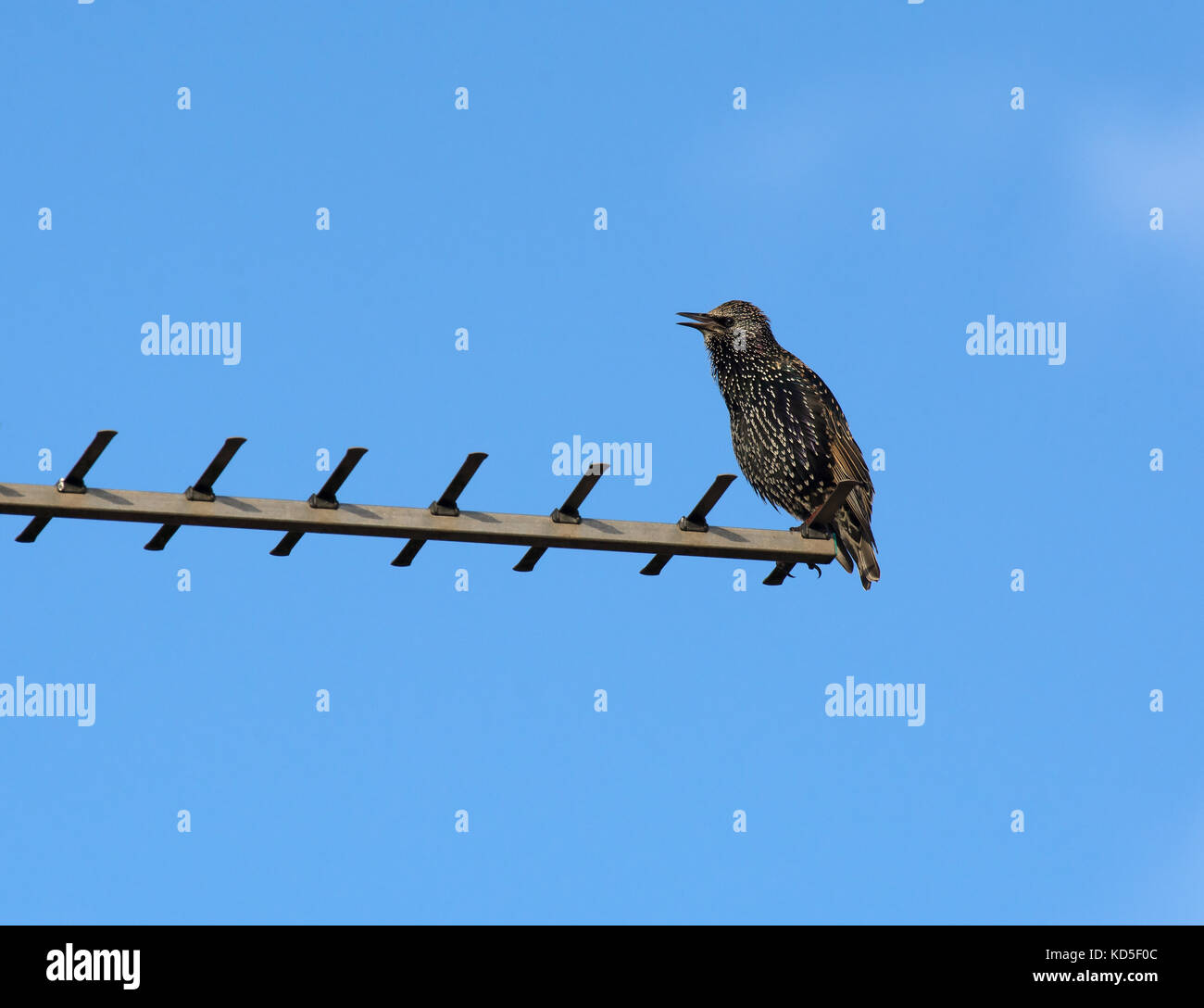 Comune, starling sturnus vulgaris, appollaiato su antenna televisiva, Dorset, Regno Unito Foto Stock