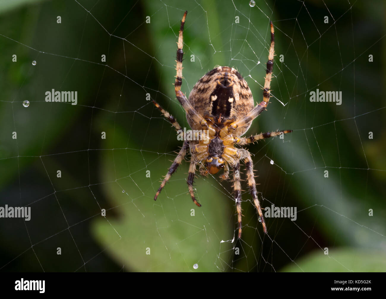 Giardino europeo, ragno araneus diadematus, nel web in giardino in Lancashire, Regno Unito Foto Stock
