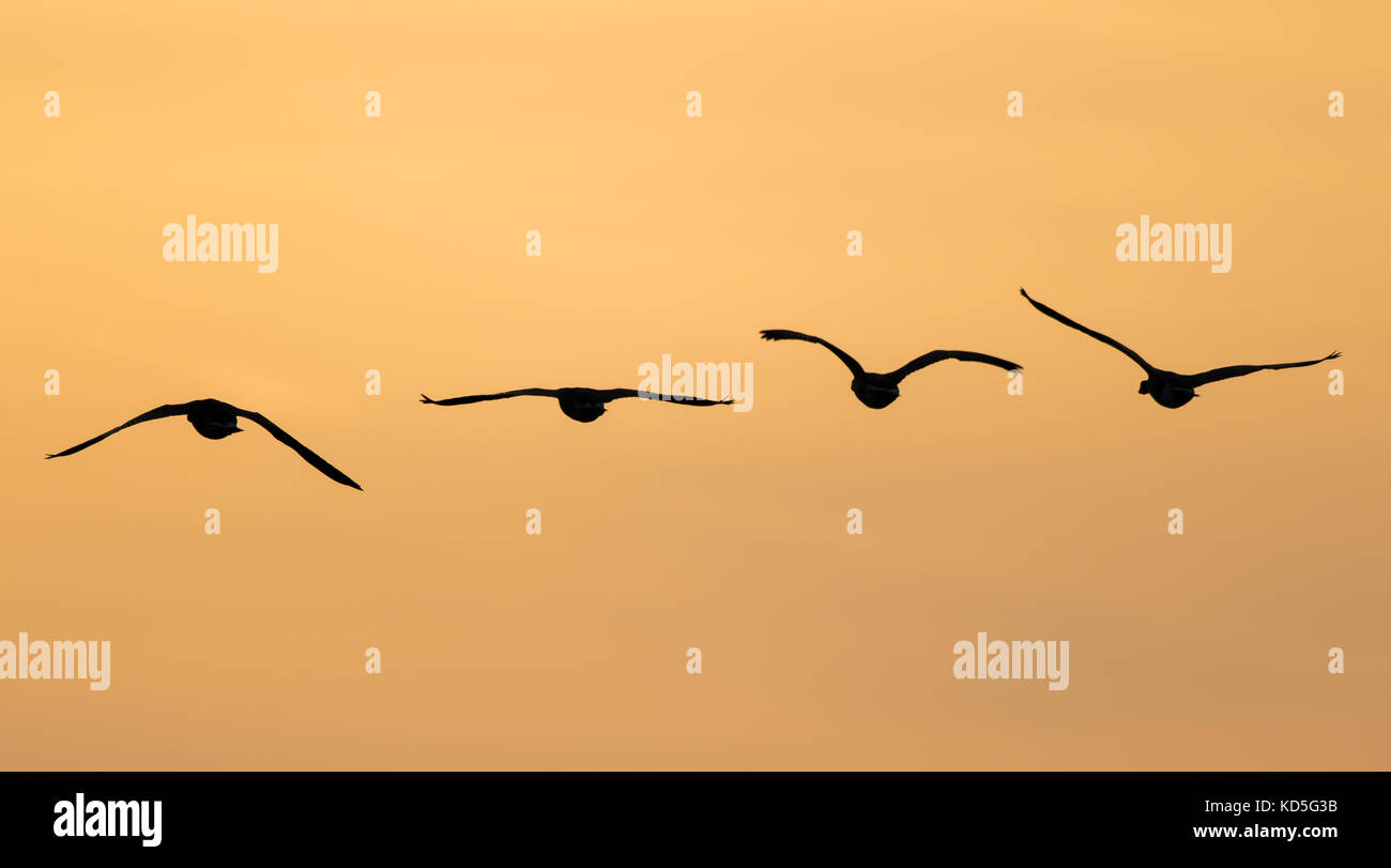 Quattro oche selvagge del Canada britannico (Branta canadensis) in silhouette in cielo arancione chiaro, volando a casa per ruggere al tramonto. Fauna selvatica del Regno Unito. Foto Stock