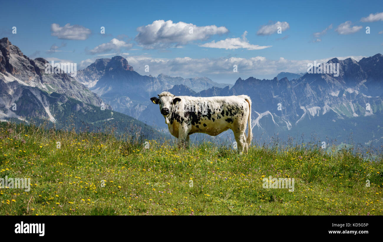 Il bianco e il nero mucca nelle alpi italiane Foto Stock