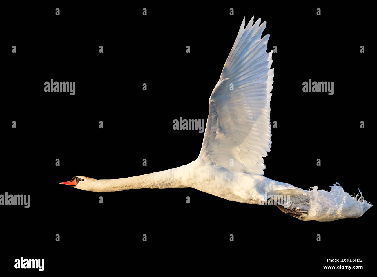 Swan vola con spruzzi di acqua isolato su nero Foto Stock