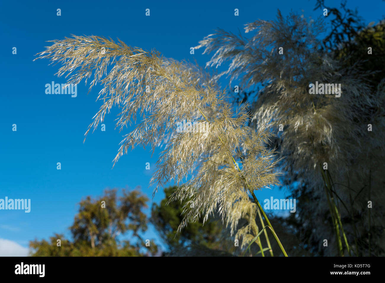 Cortaderia selloana sunningdale silver, pampas erba tussock erba. Foto Stock